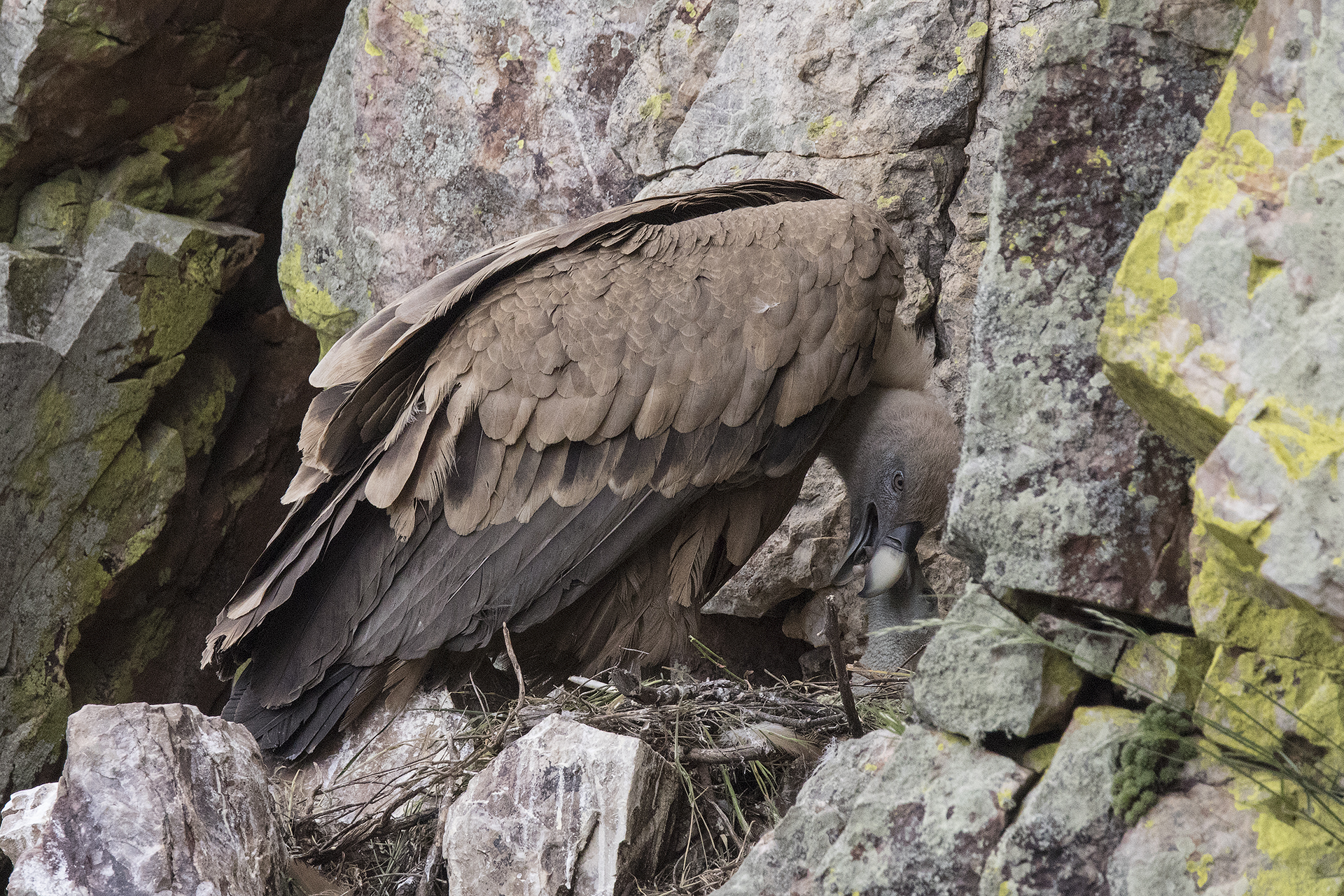 Griffin on Monfrague nest above the parking break