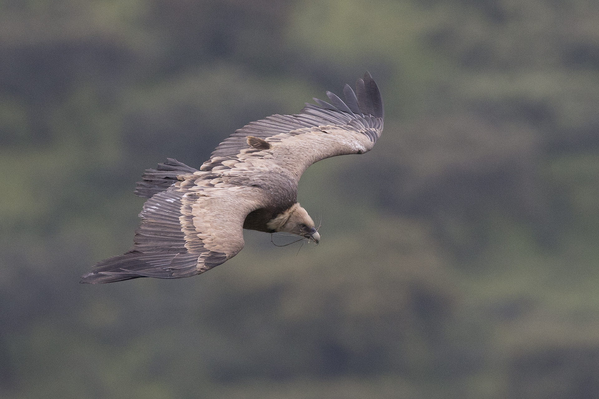Griffon vulture in flight