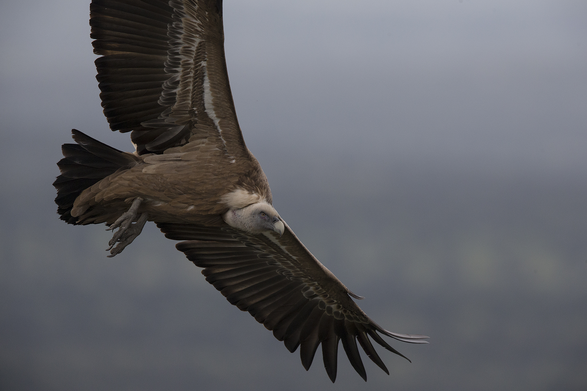 Griffon vulture in flight