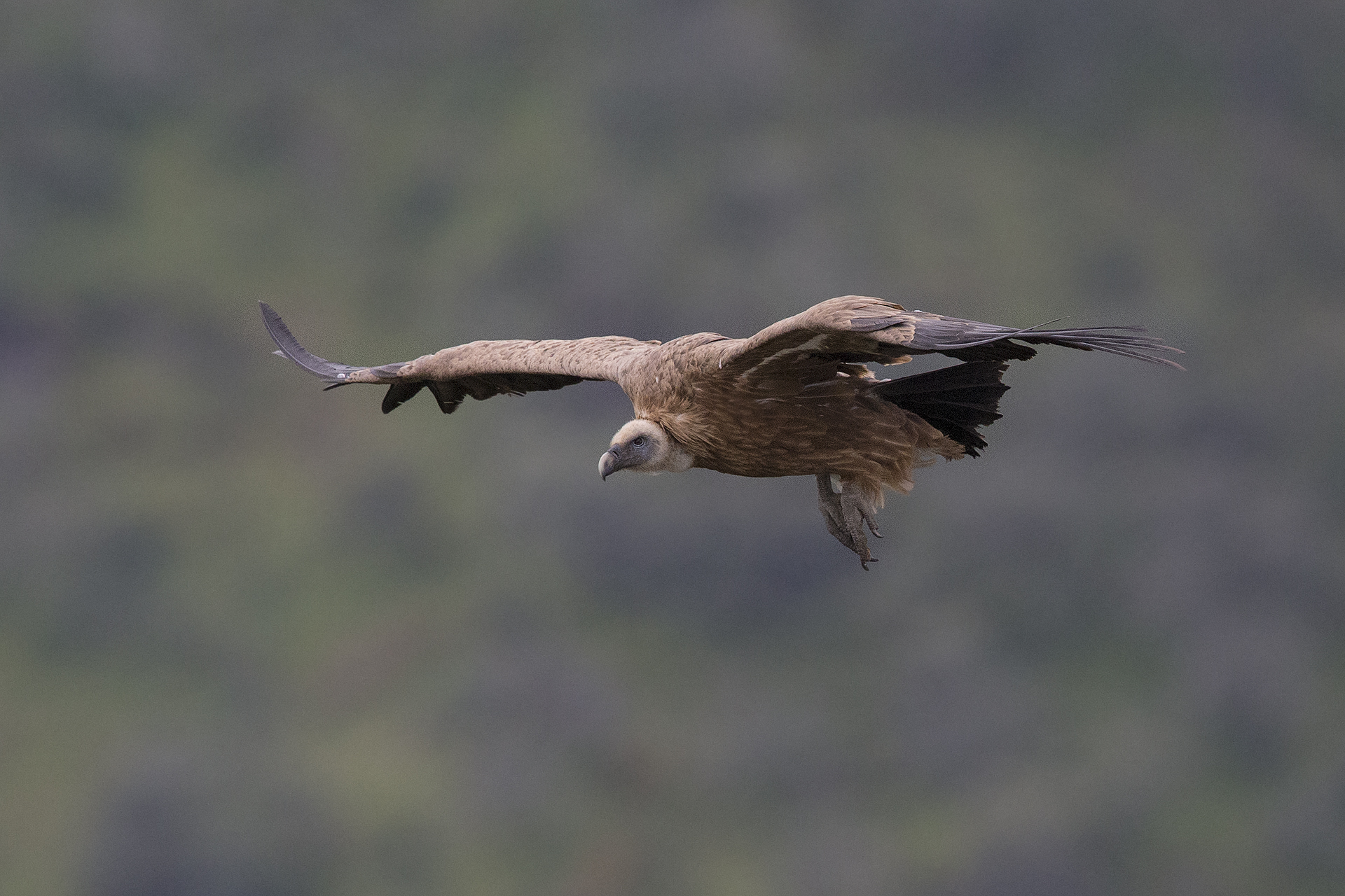 Griffon vulture in flight