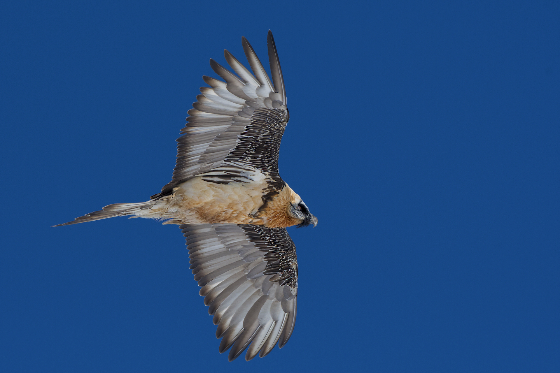 Gipeto (Gypaetus barbatus)