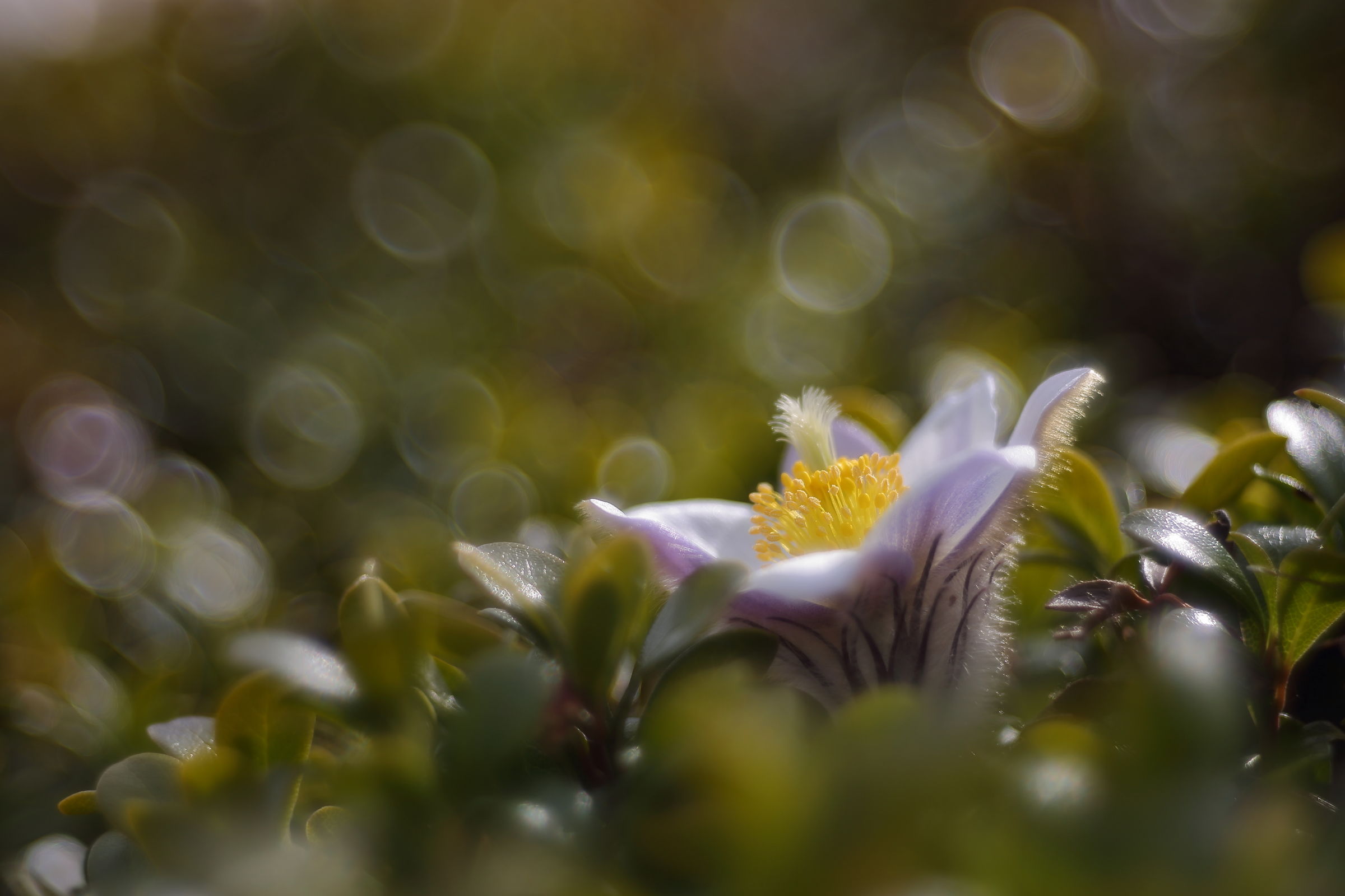 Waiting for spring