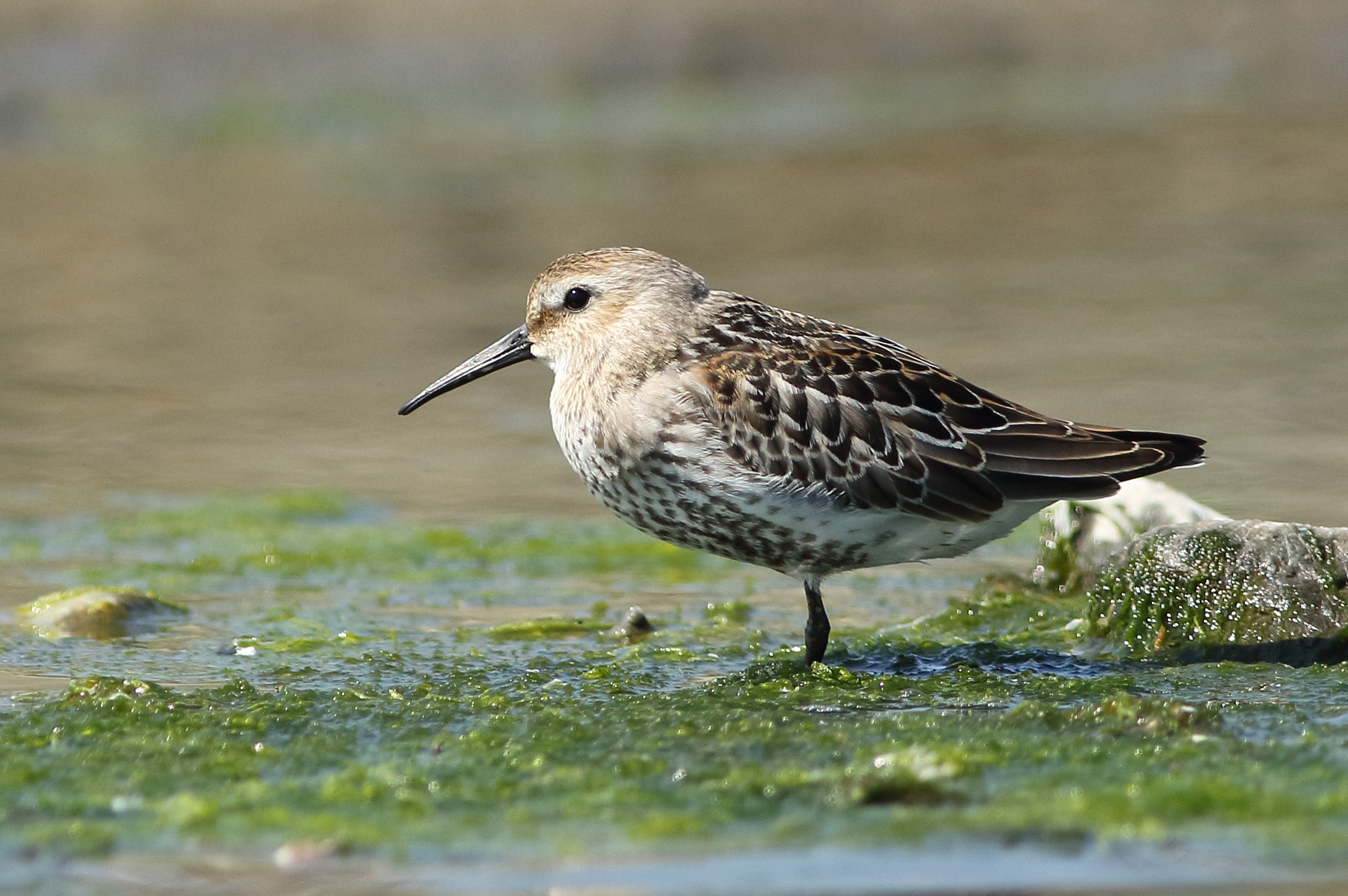 dunlin
