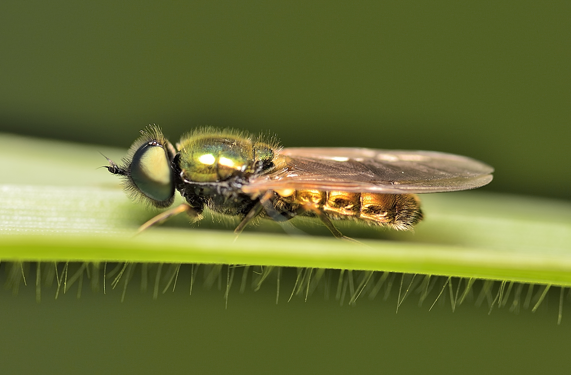 Chloromyia formosa