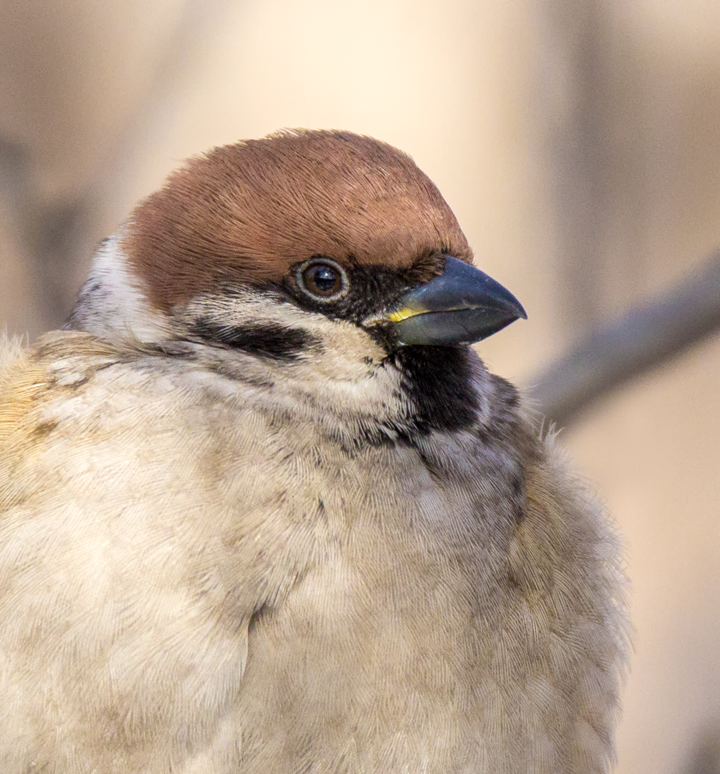 Tree sparrow
