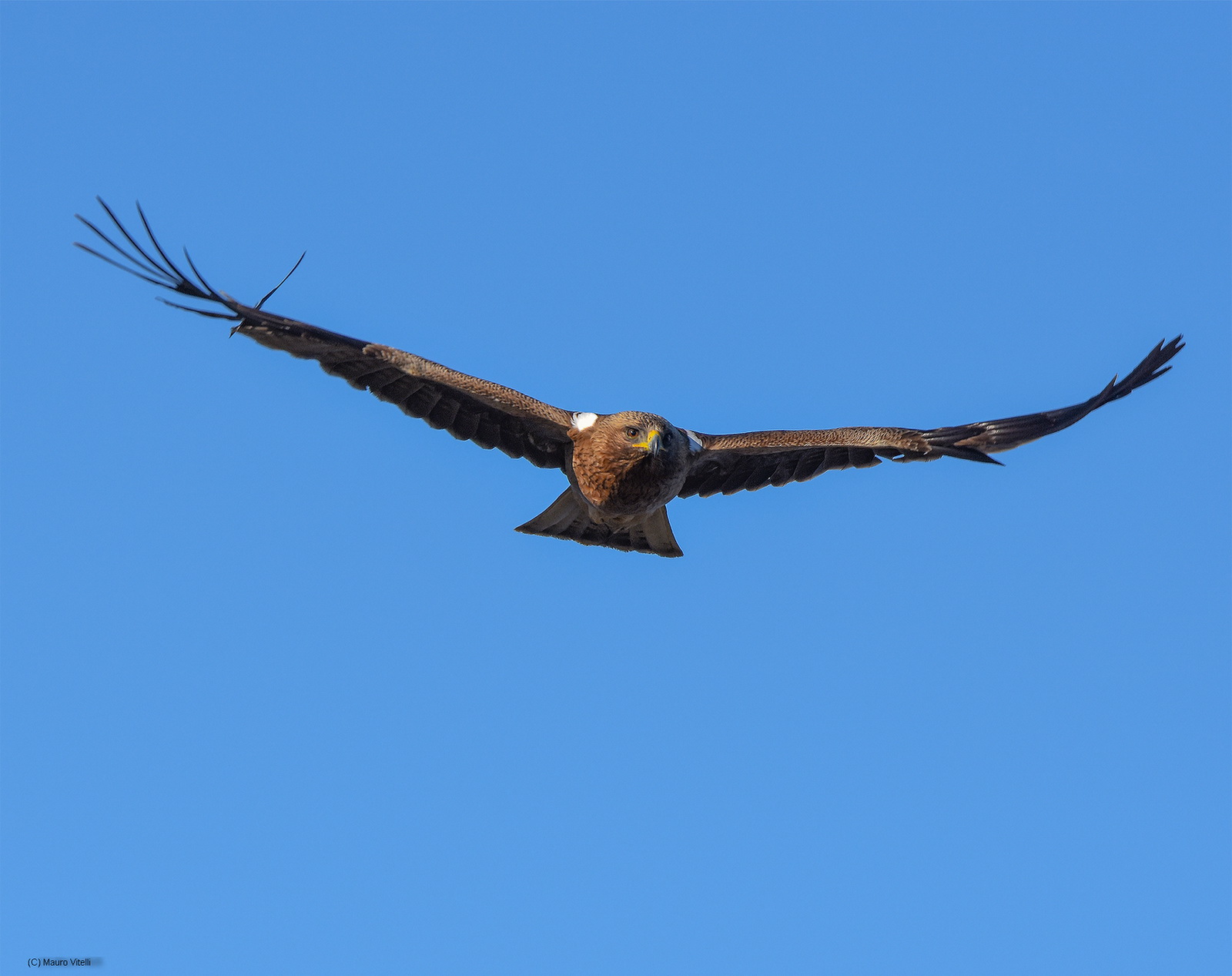 Aquila Minore (versione 2)