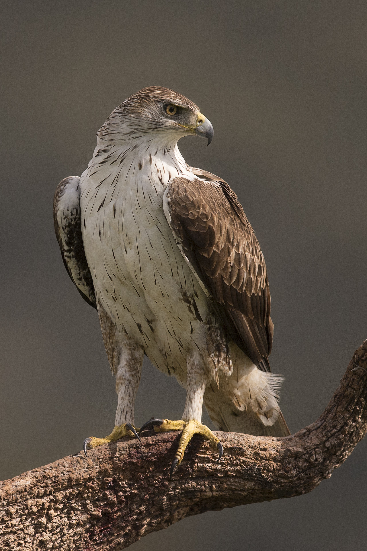Aquila del bonelli maschio (Aquila fasciata)