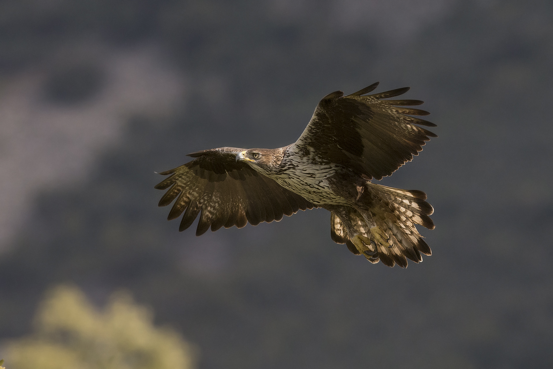 Bonelli's eagle female (Bonelli's Eagle)