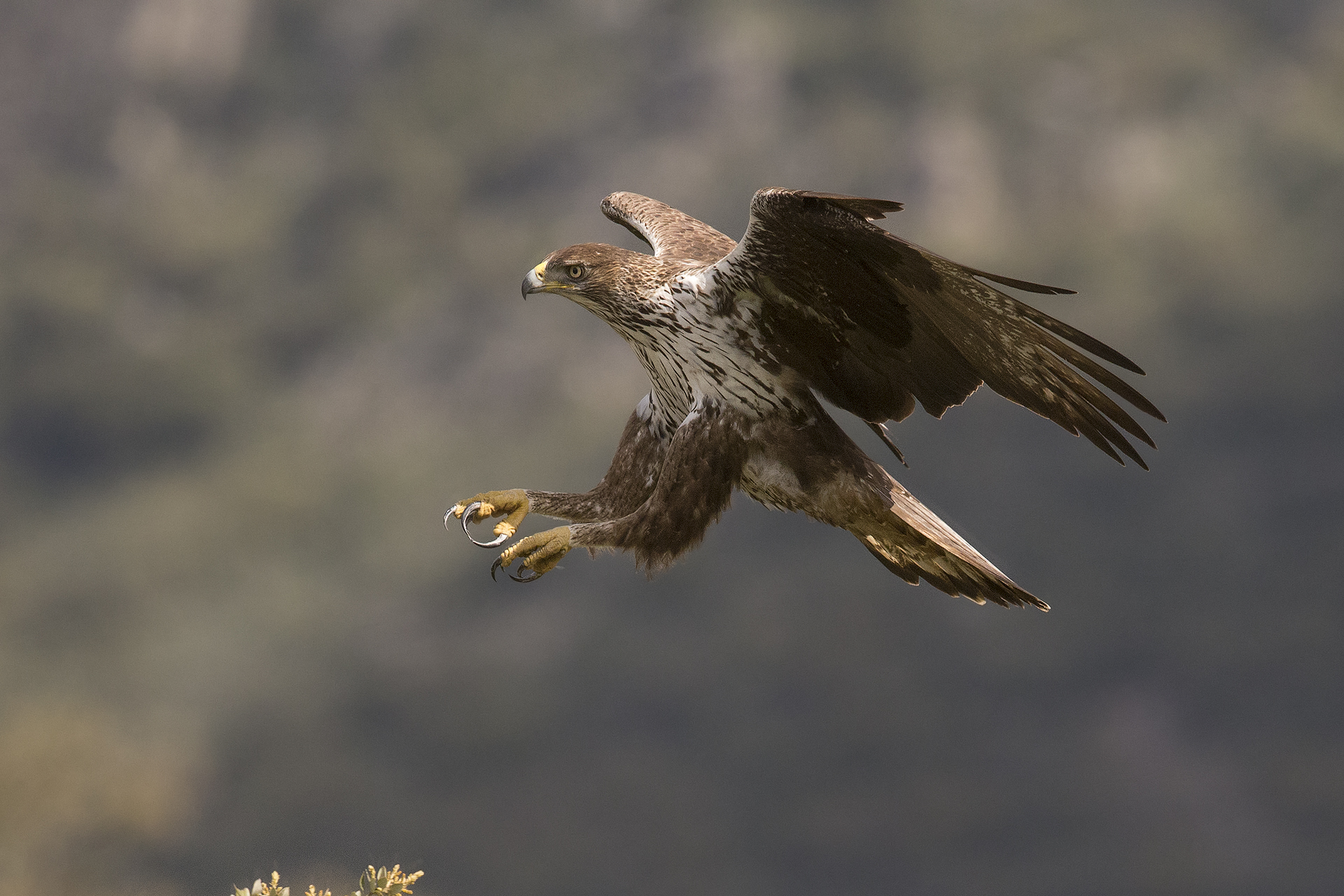 Aquila del bonelli femmina (Aquila fasciata)