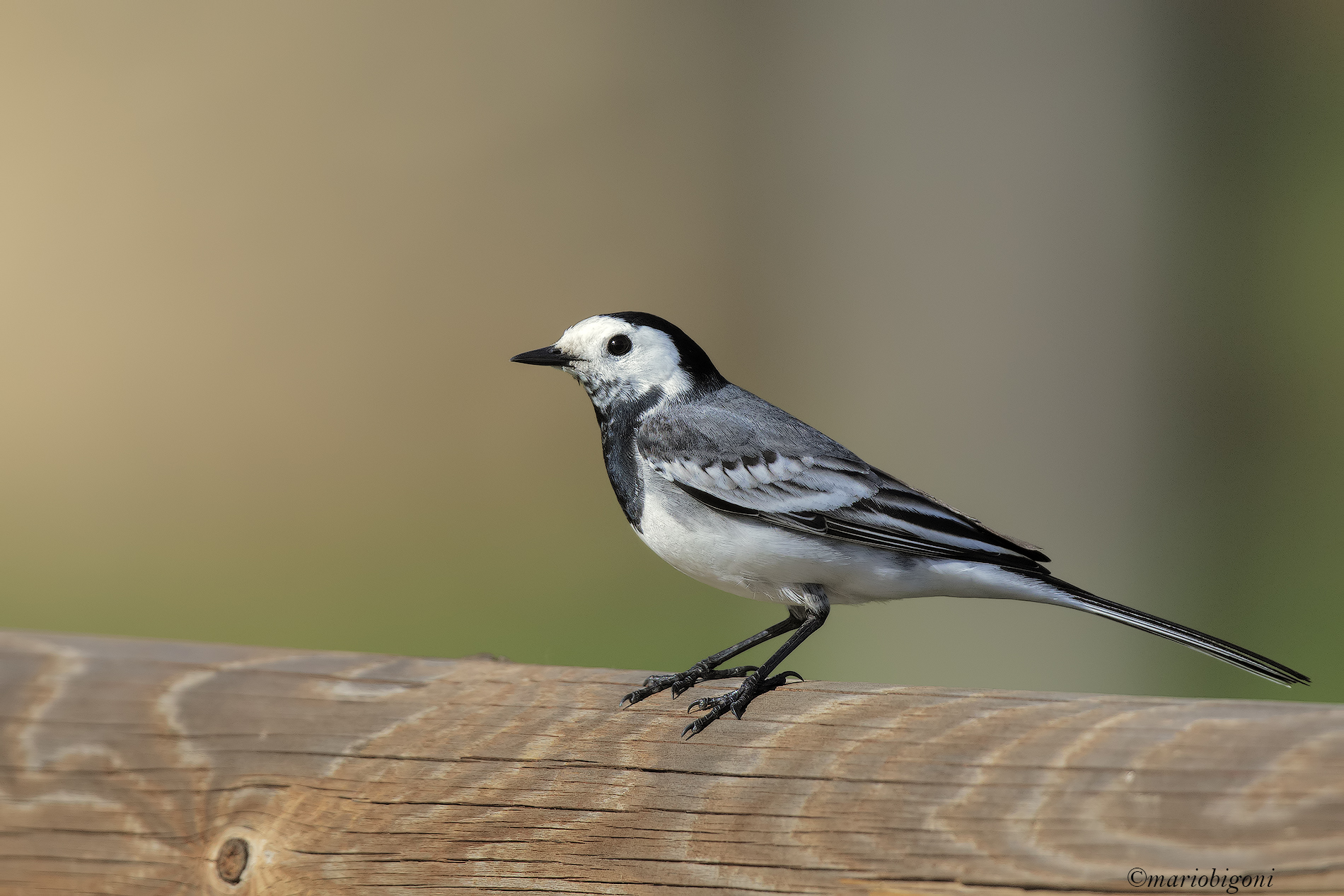 white Wagtail