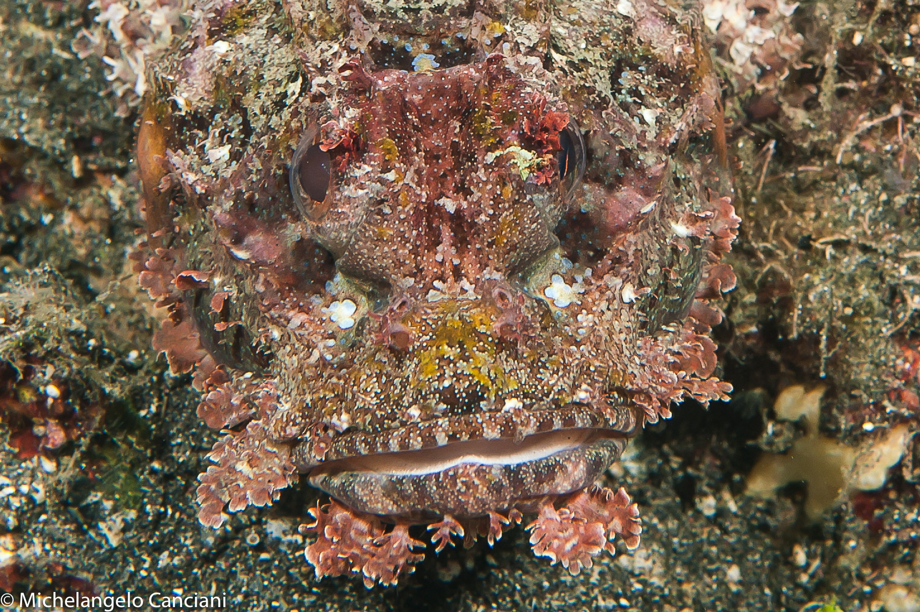 scorpaenopsis oxycephala