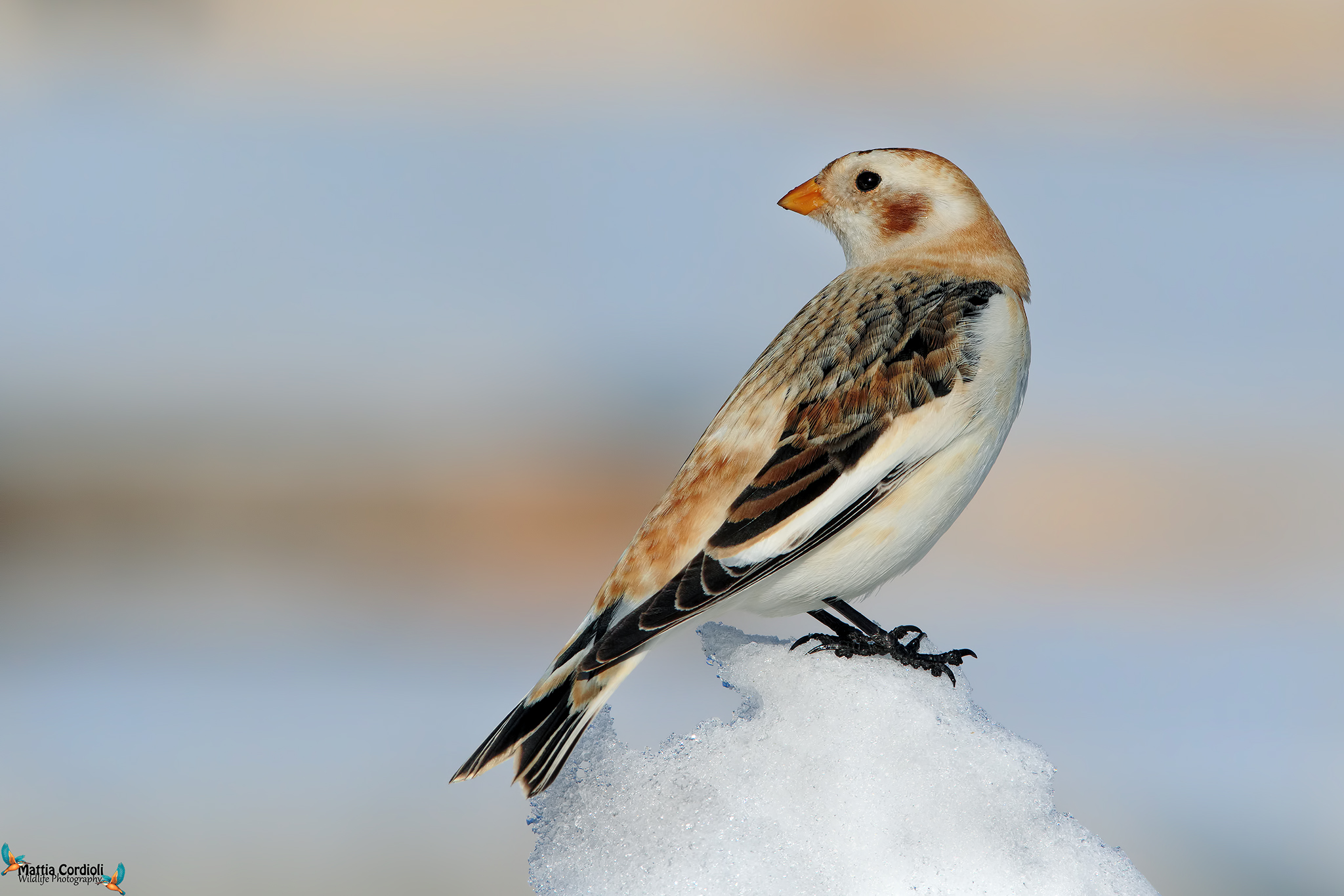 snow bunting