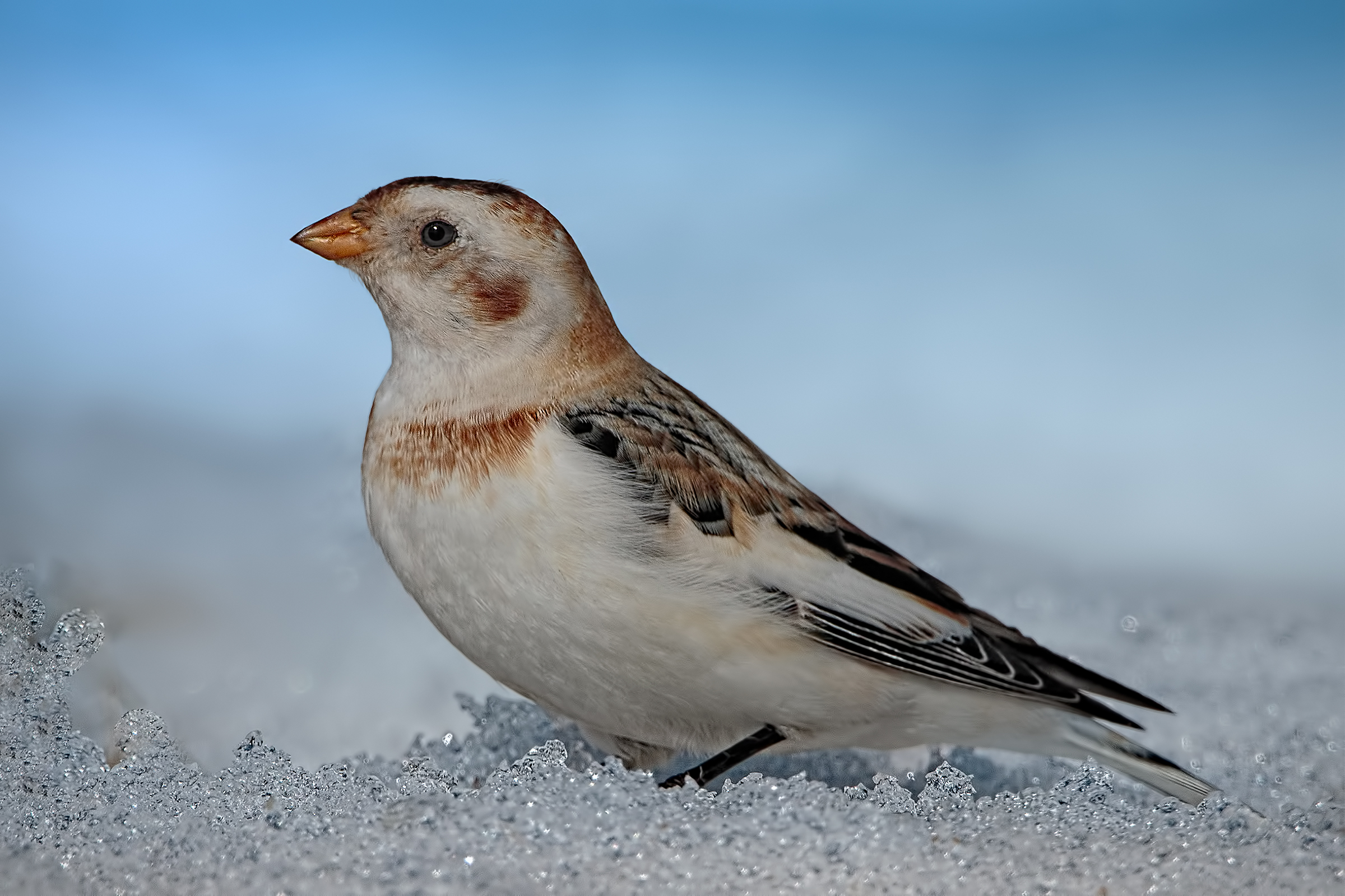 Last snow of Selva Mouth