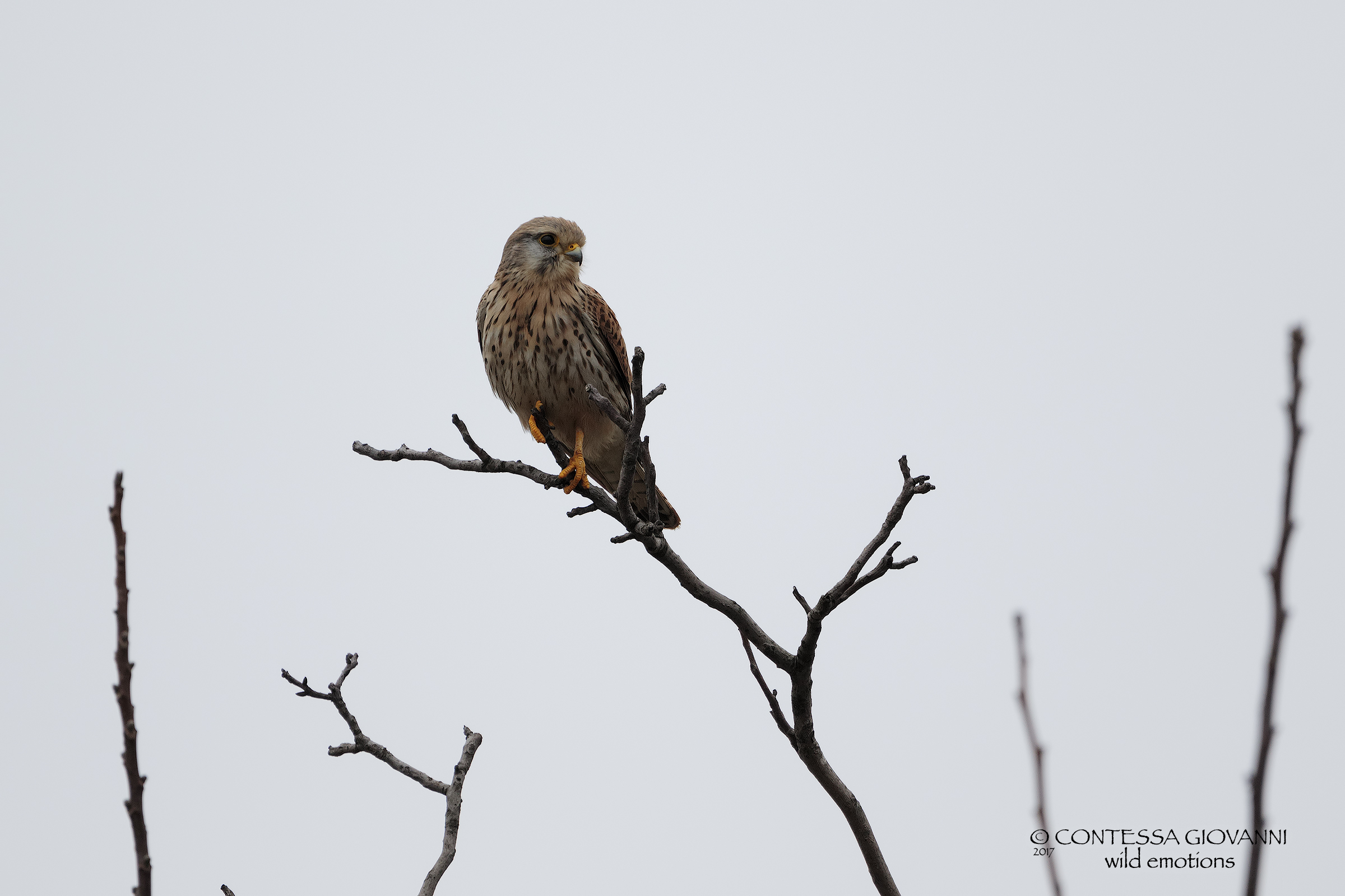 kestrel