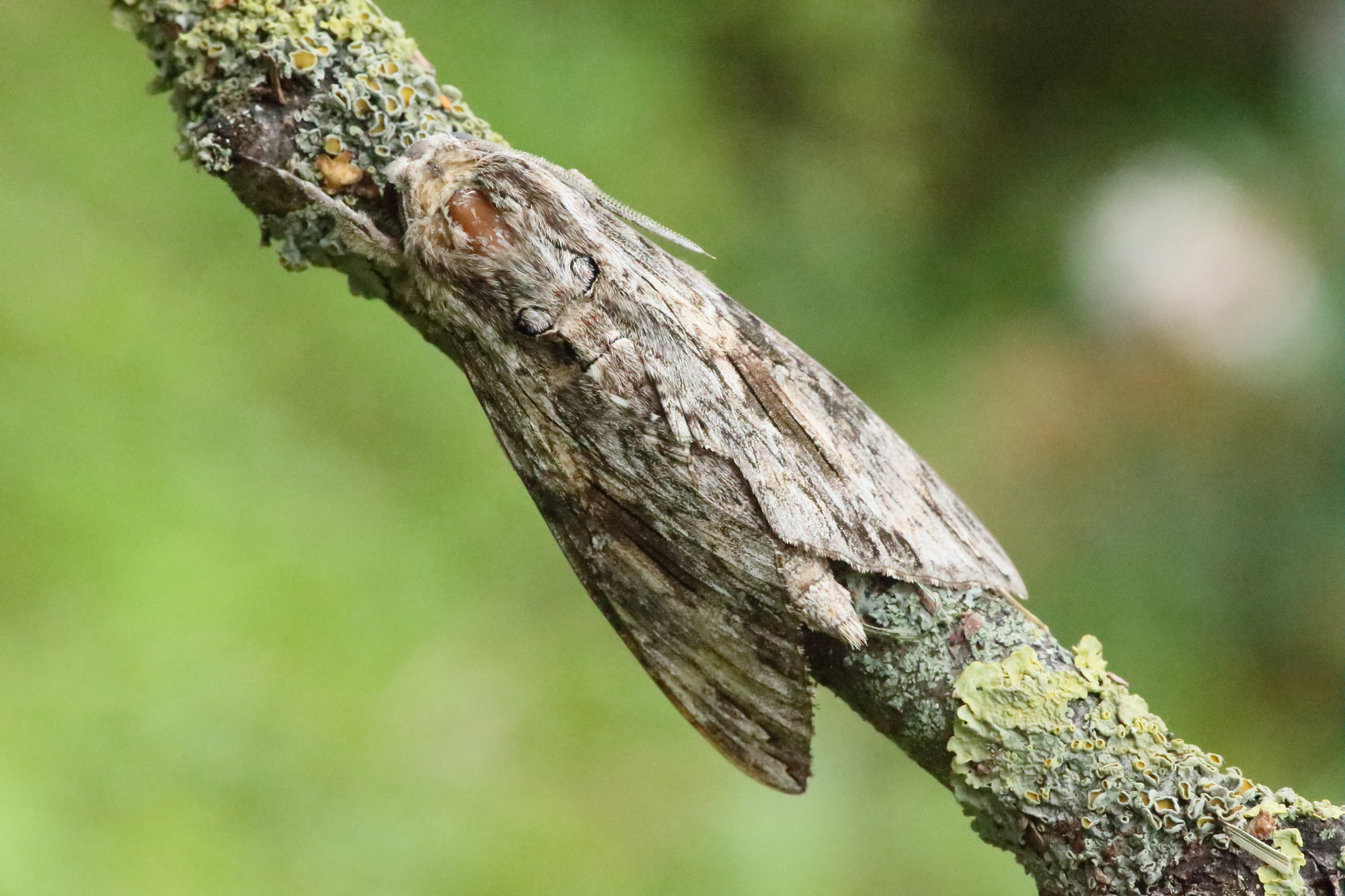 Sfinge fotografata a 51200 iso con 1DX