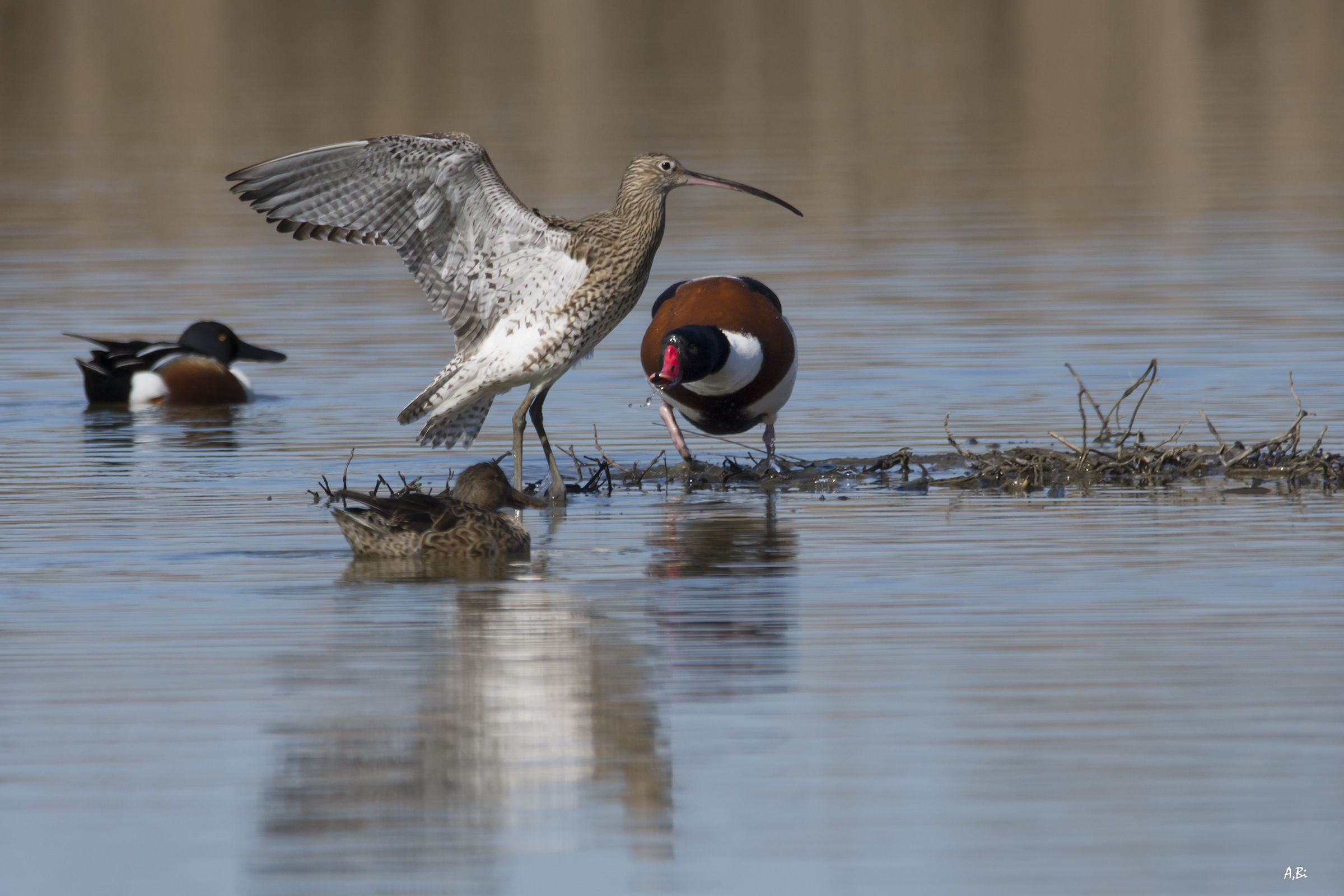 Dispute territoriali