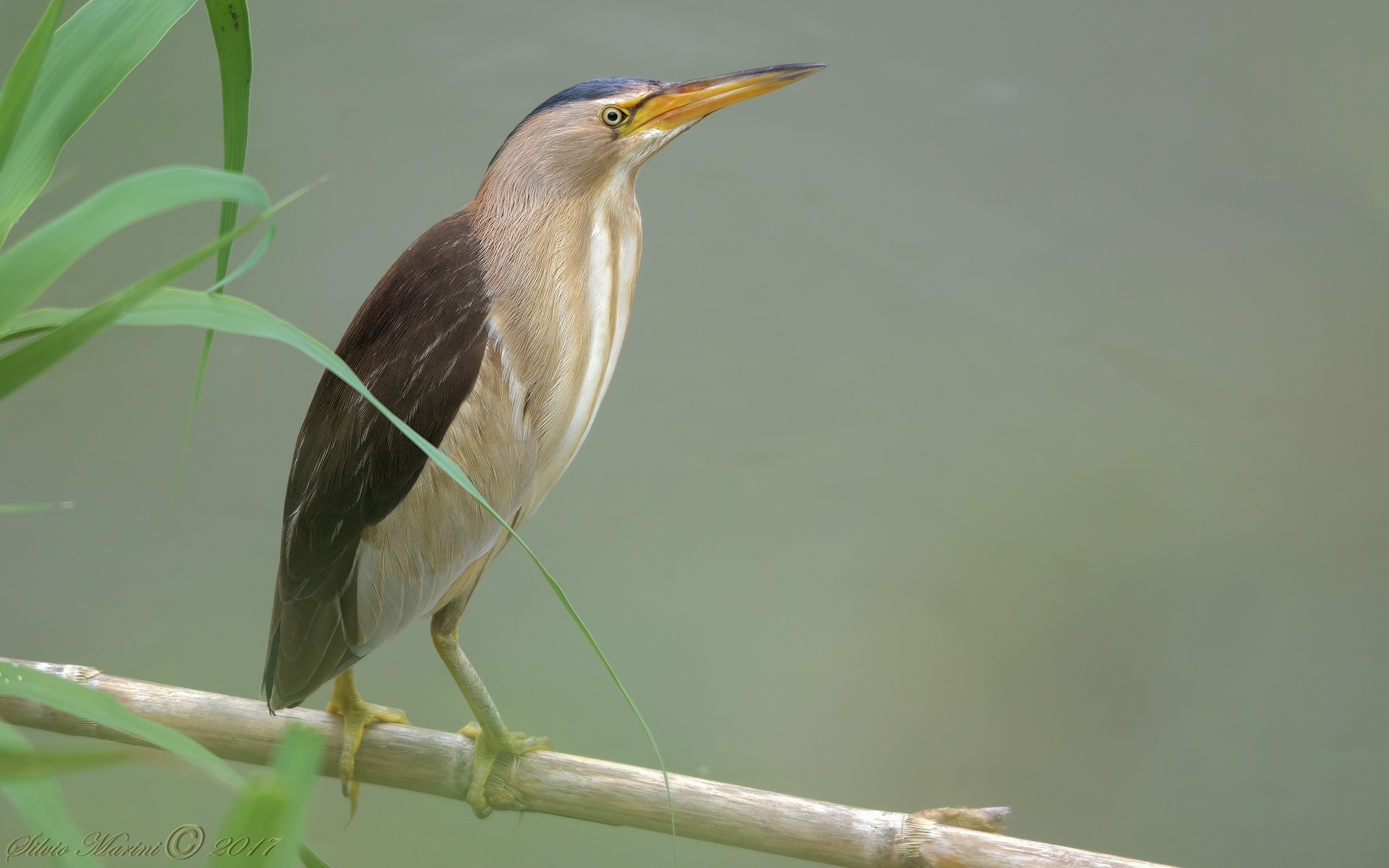 Tarabusino (Ixobrychus minutus)