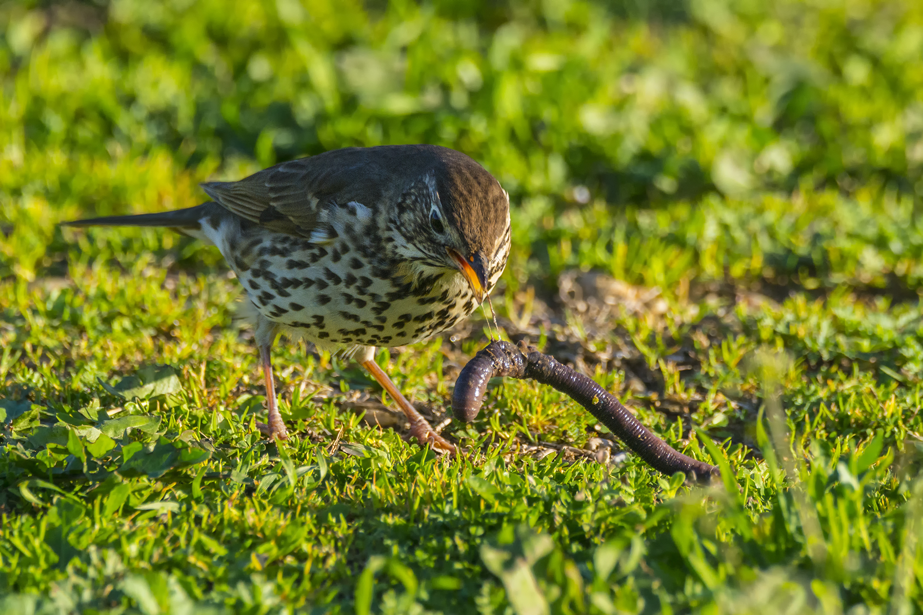 Tordo Bottaccio 1 (da suggerimento di Marco Cirillo)