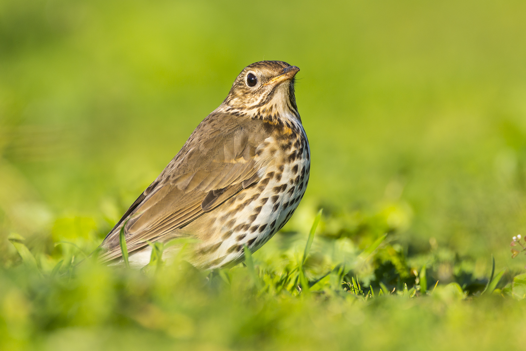 Tordo Bottaccio 2 (da suggerimento di Marco Cirillo)