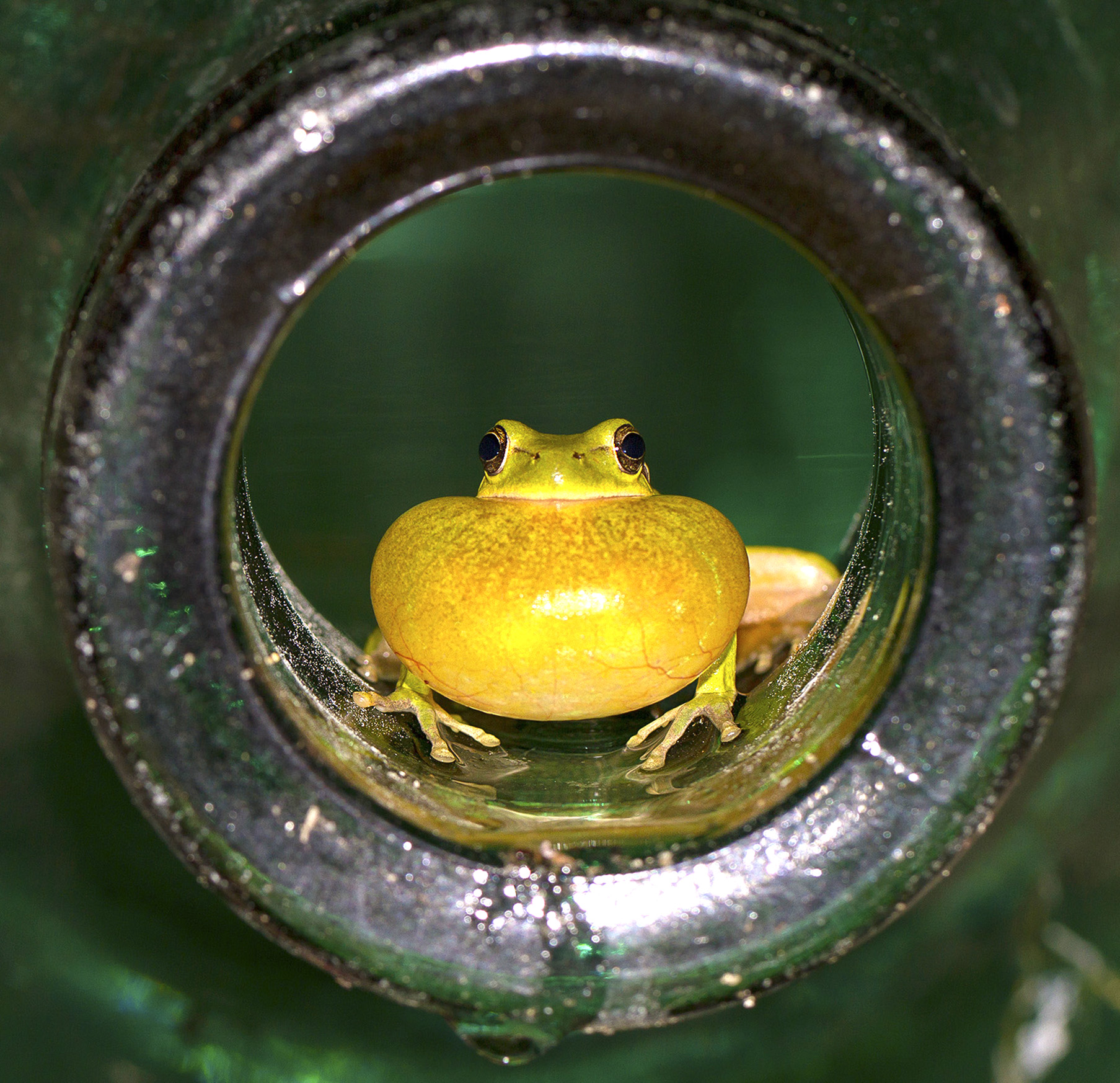 ... Tree frog seeks company