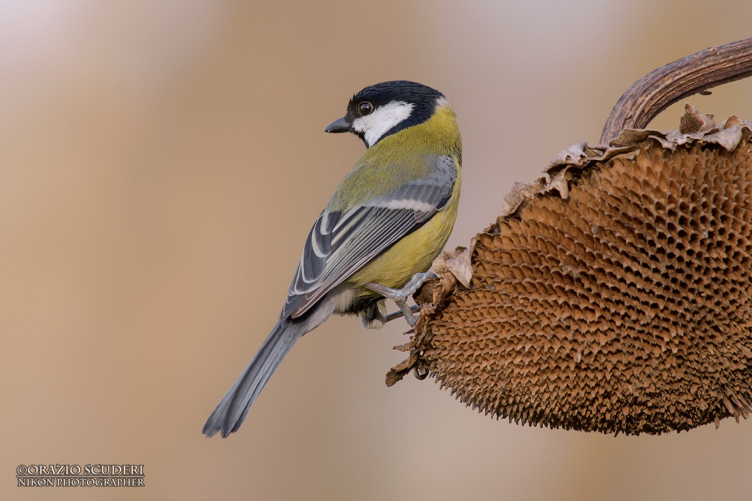 Parus major