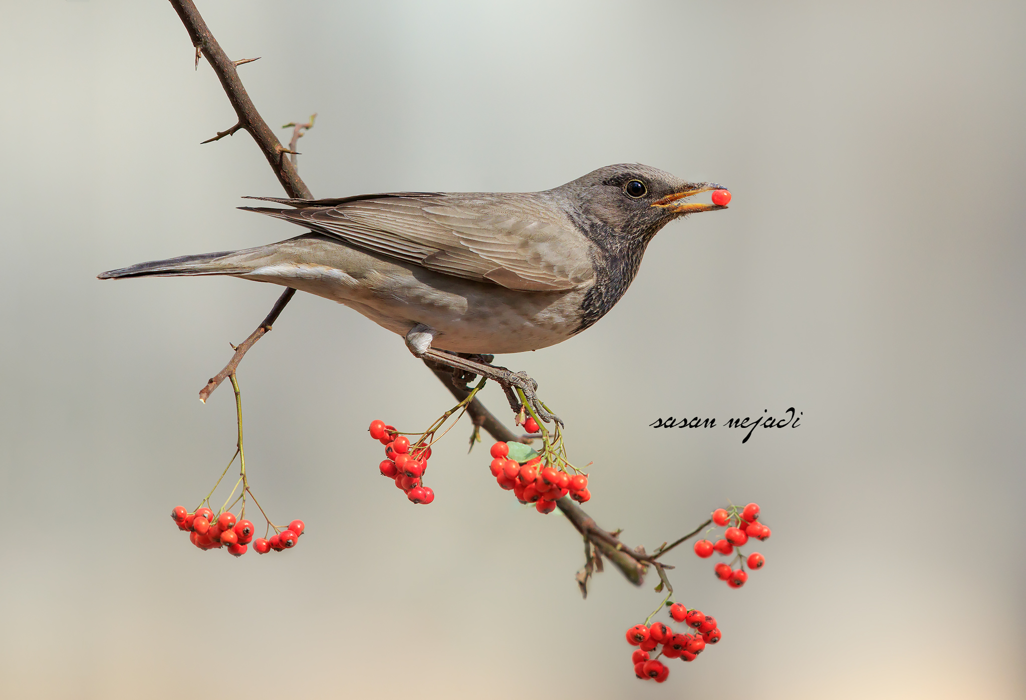 Black Throated Thrush