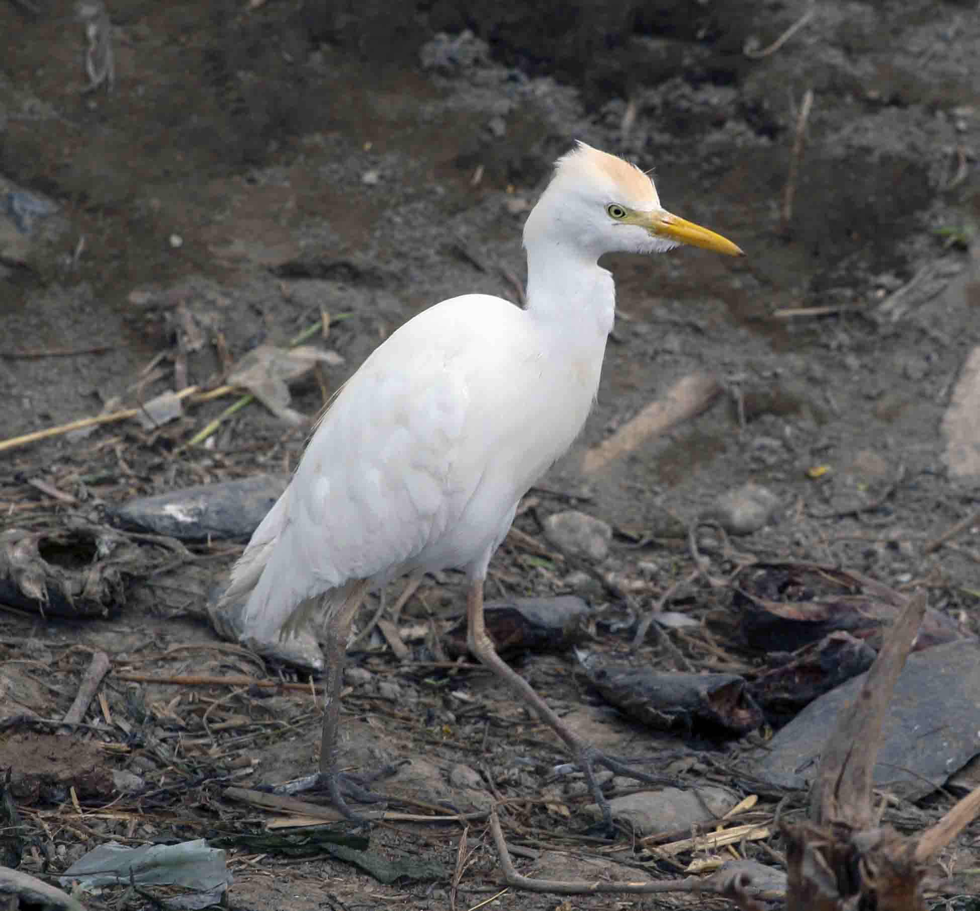Egret - Ethiopia