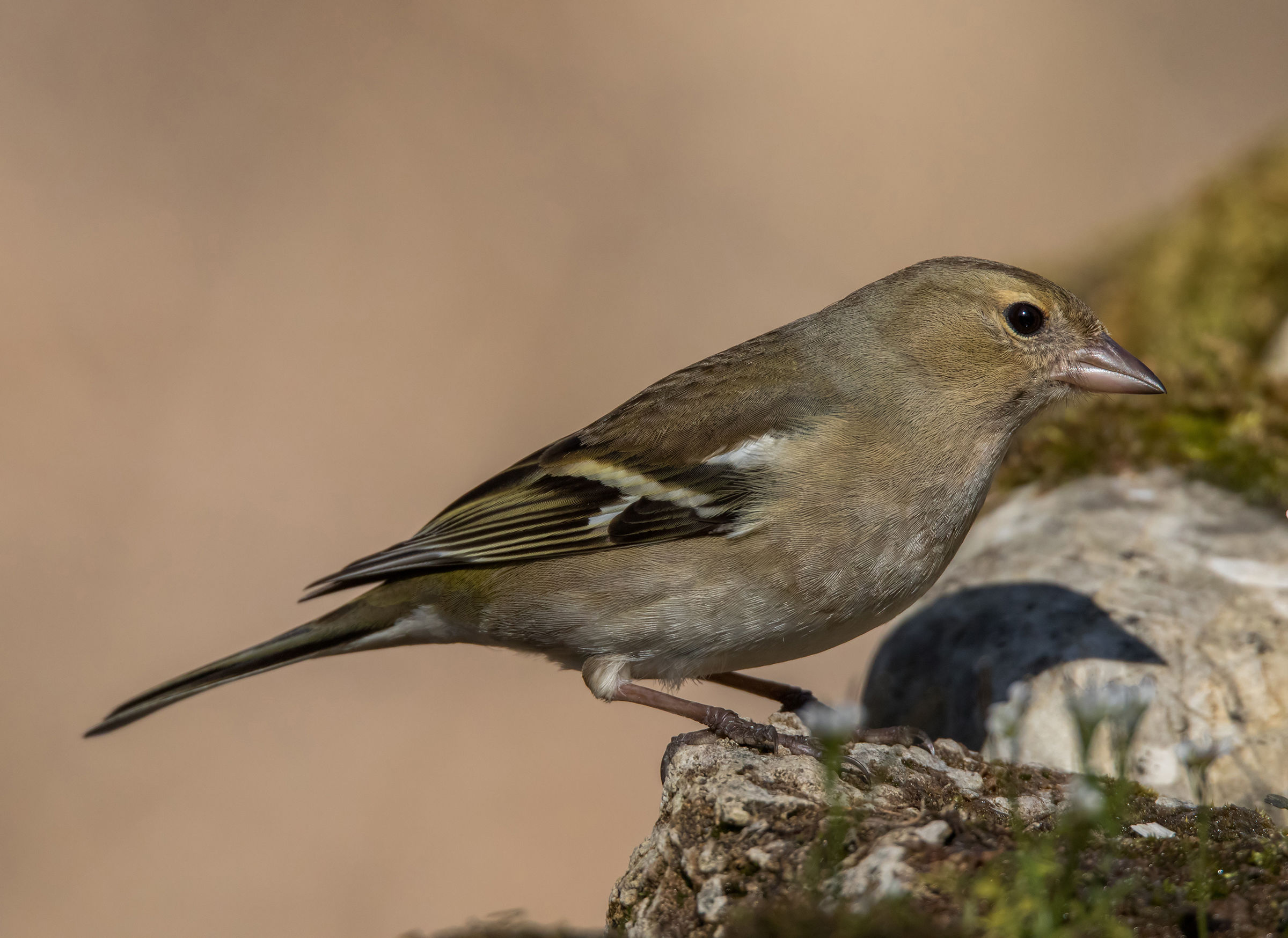 Chaffinch female