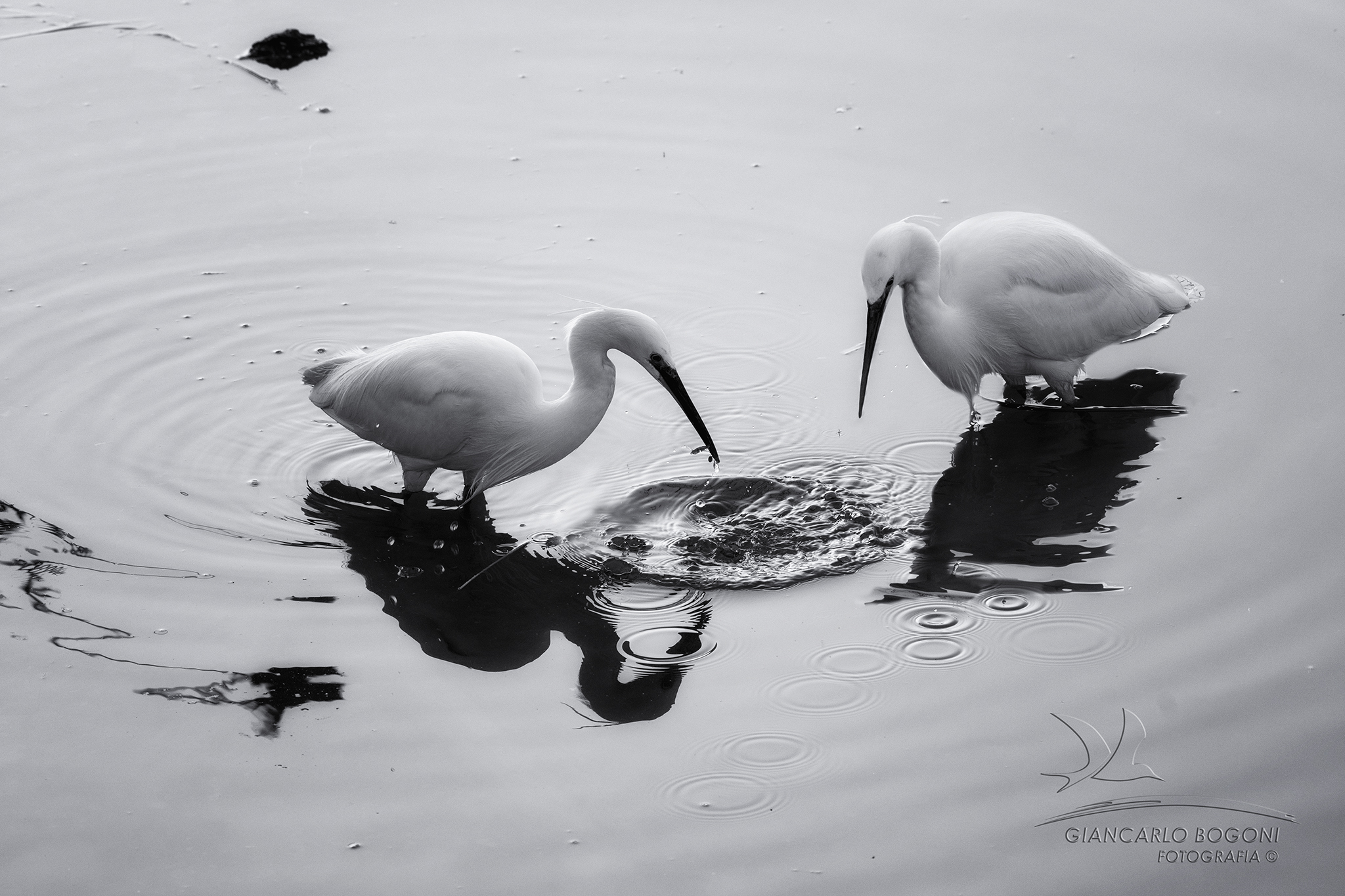 egrets