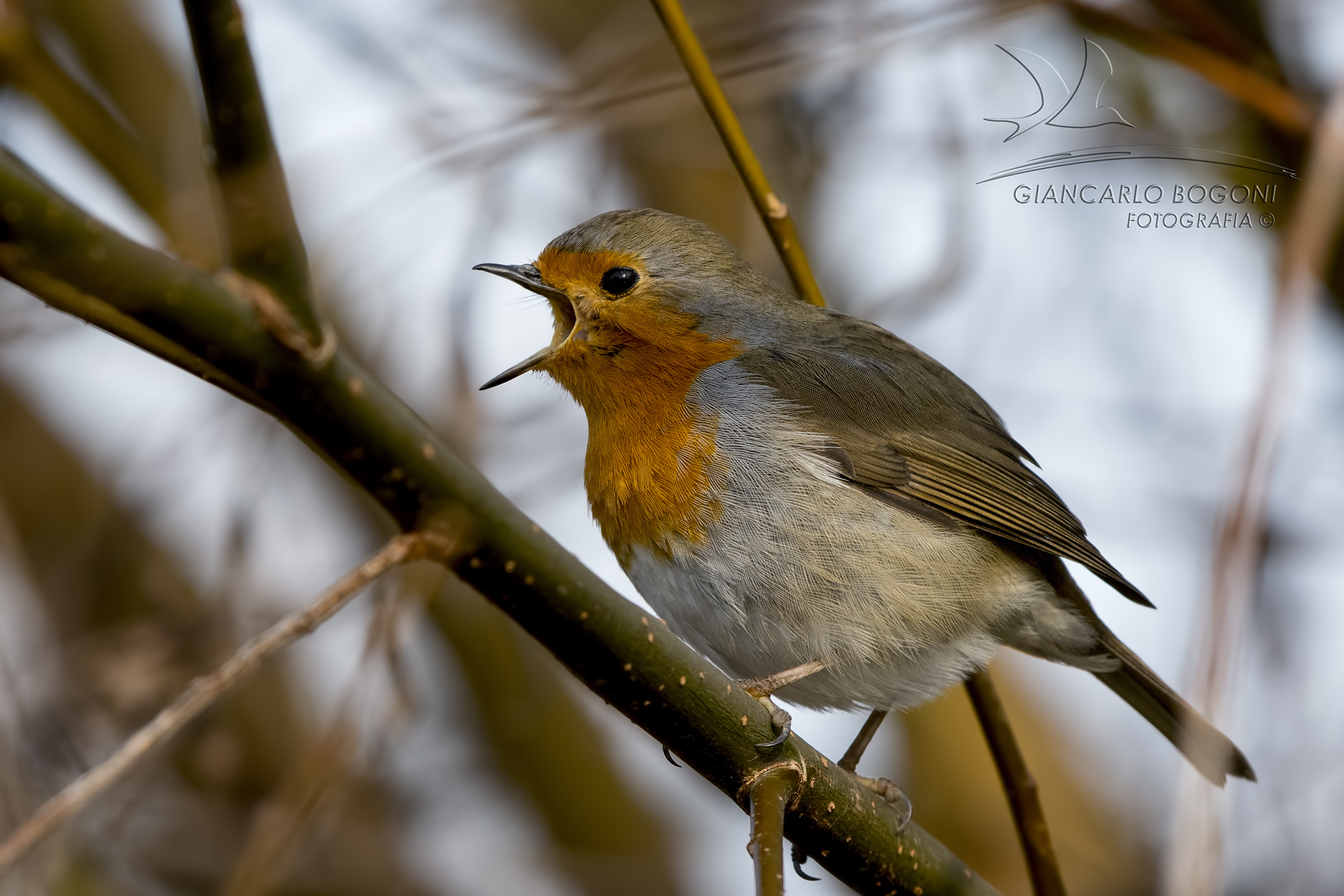 Robin
