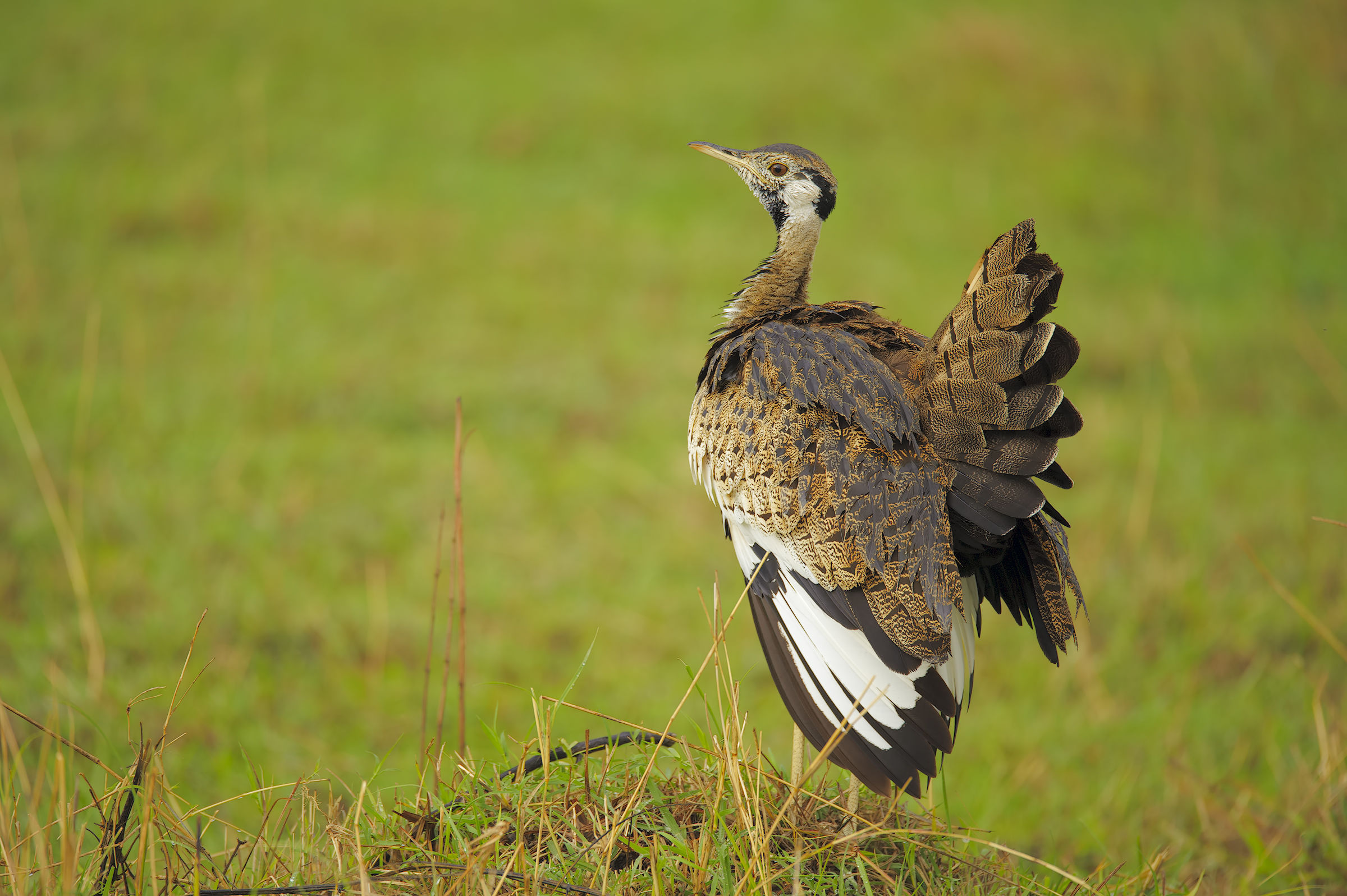 Bustard black chest, strut