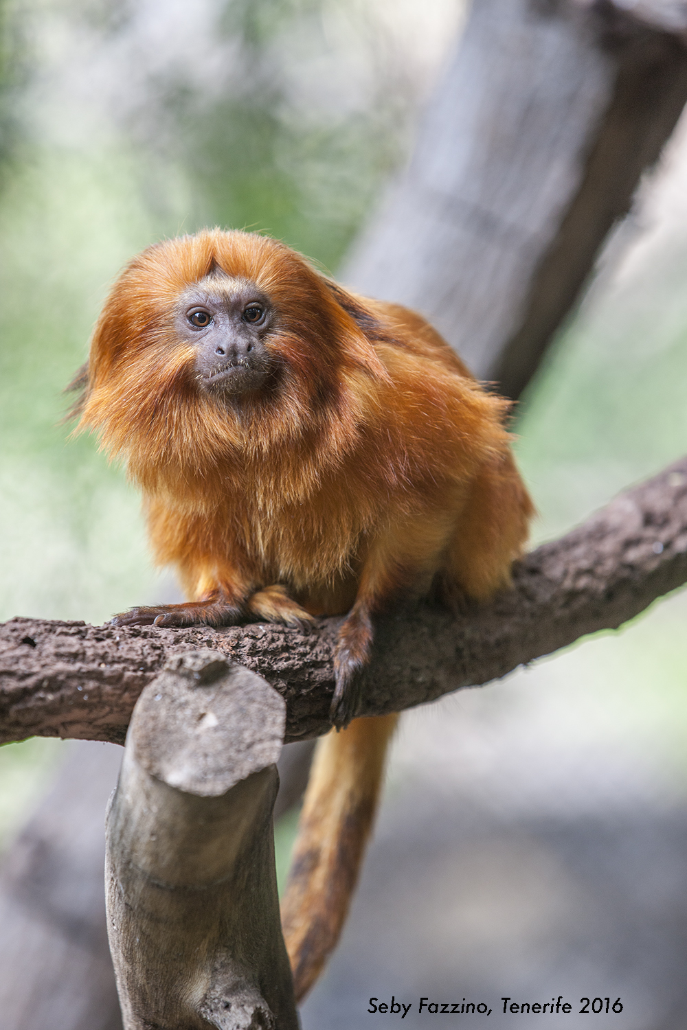 red monkey, Tenerife