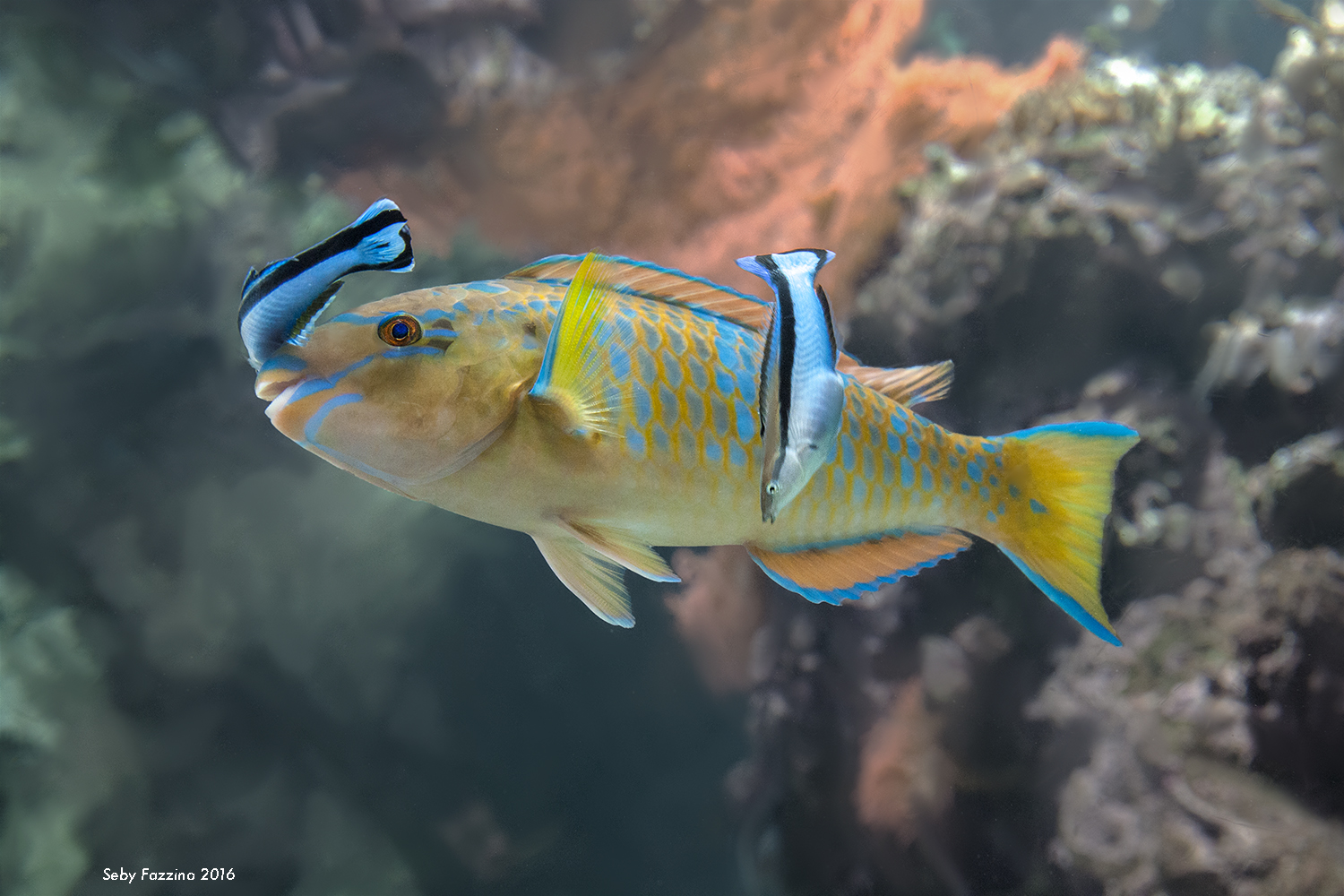 Parrotfish More Visitors