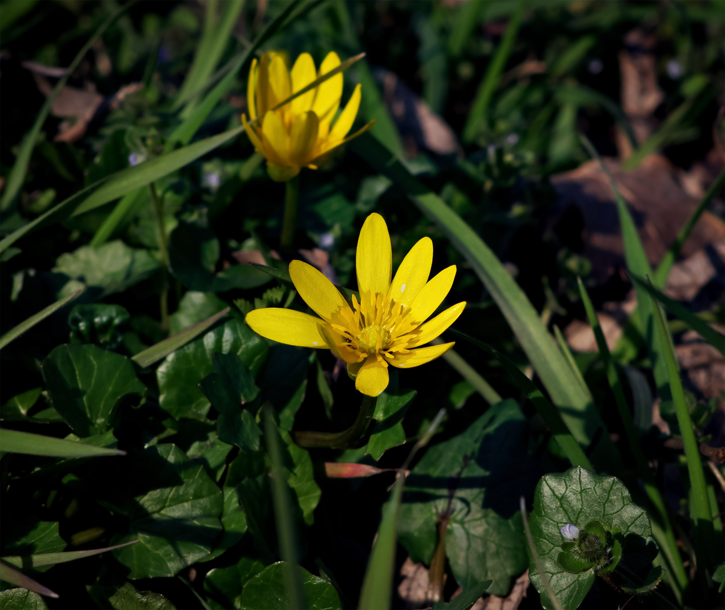 Appena dischiusi al mondo