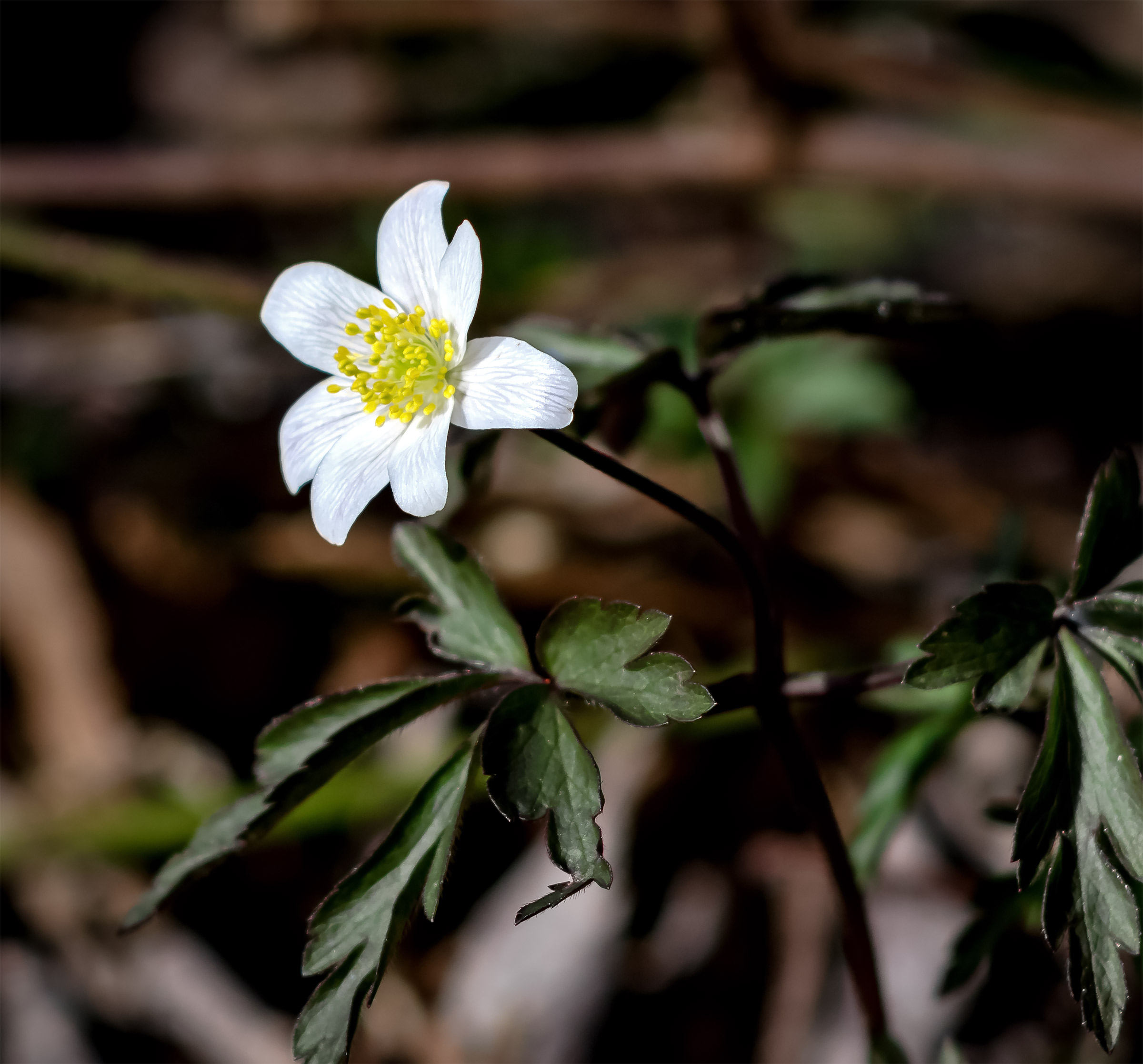 Eptapetalo ultrastaminico