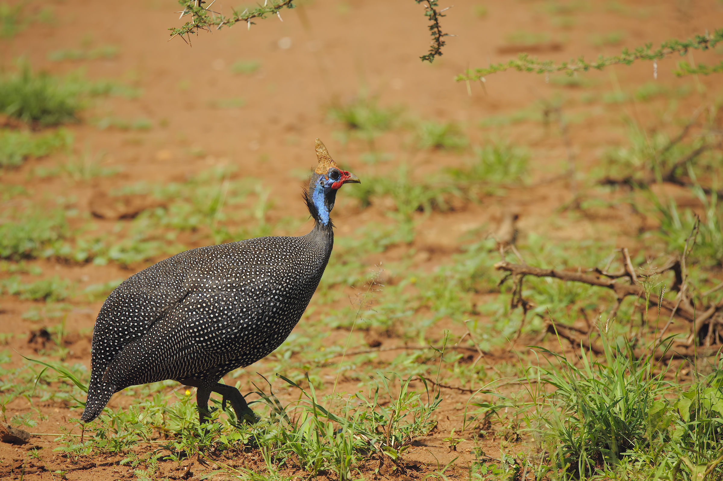 Queen fowl in Serengeti