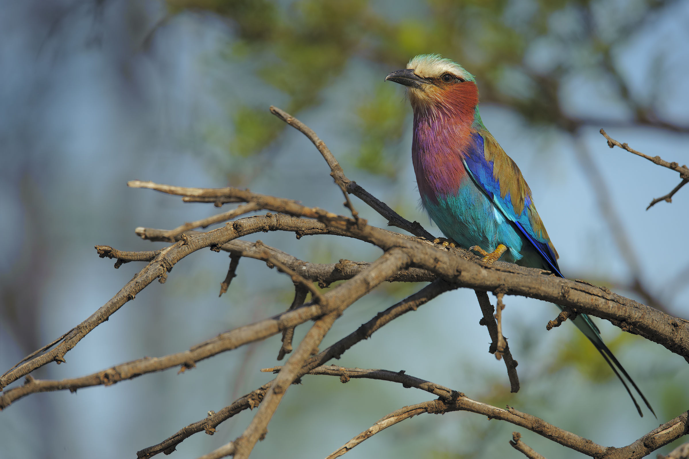 Lilac-breasted Roller