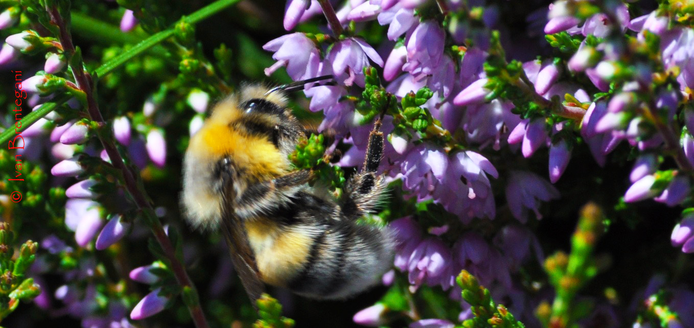 Raccolta del polline