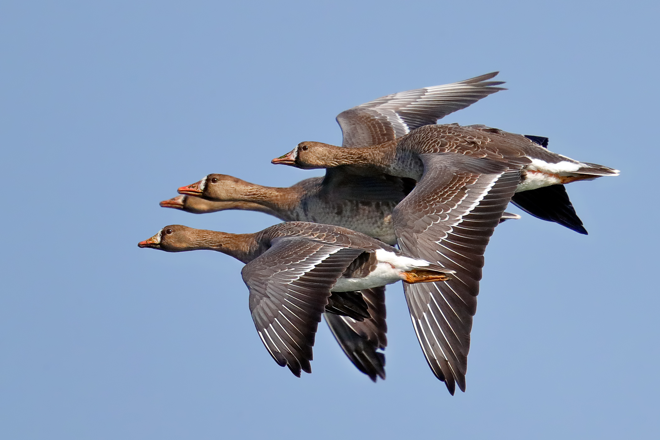 Fronted geese in spring migration 2