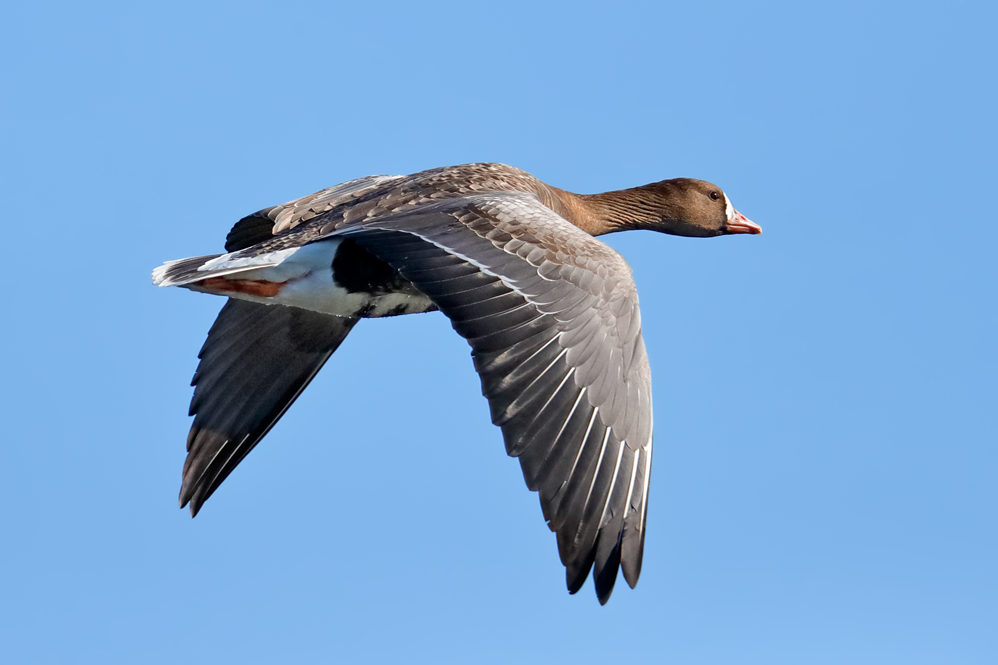 White-fronted goose
