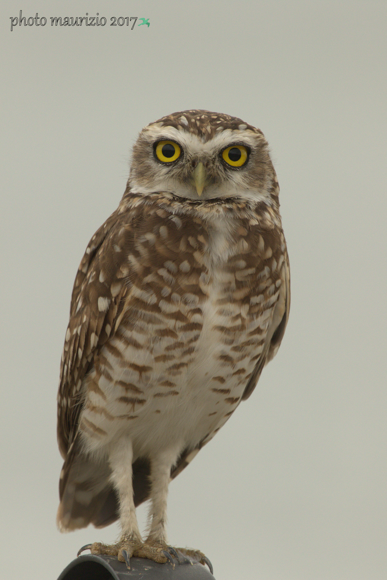 Today even the owl is on the lookout!