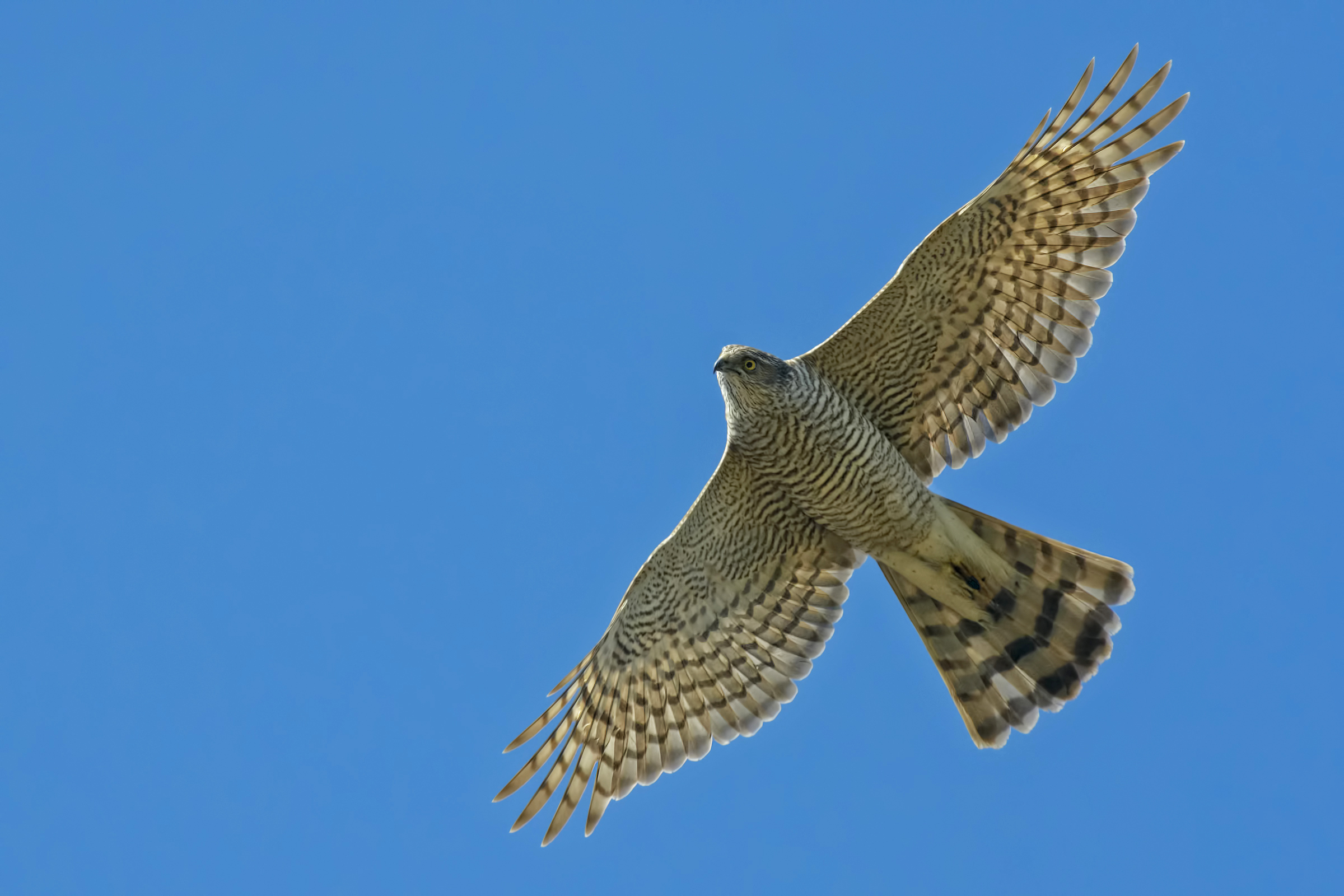 Sparviere (Accipiter nisus)