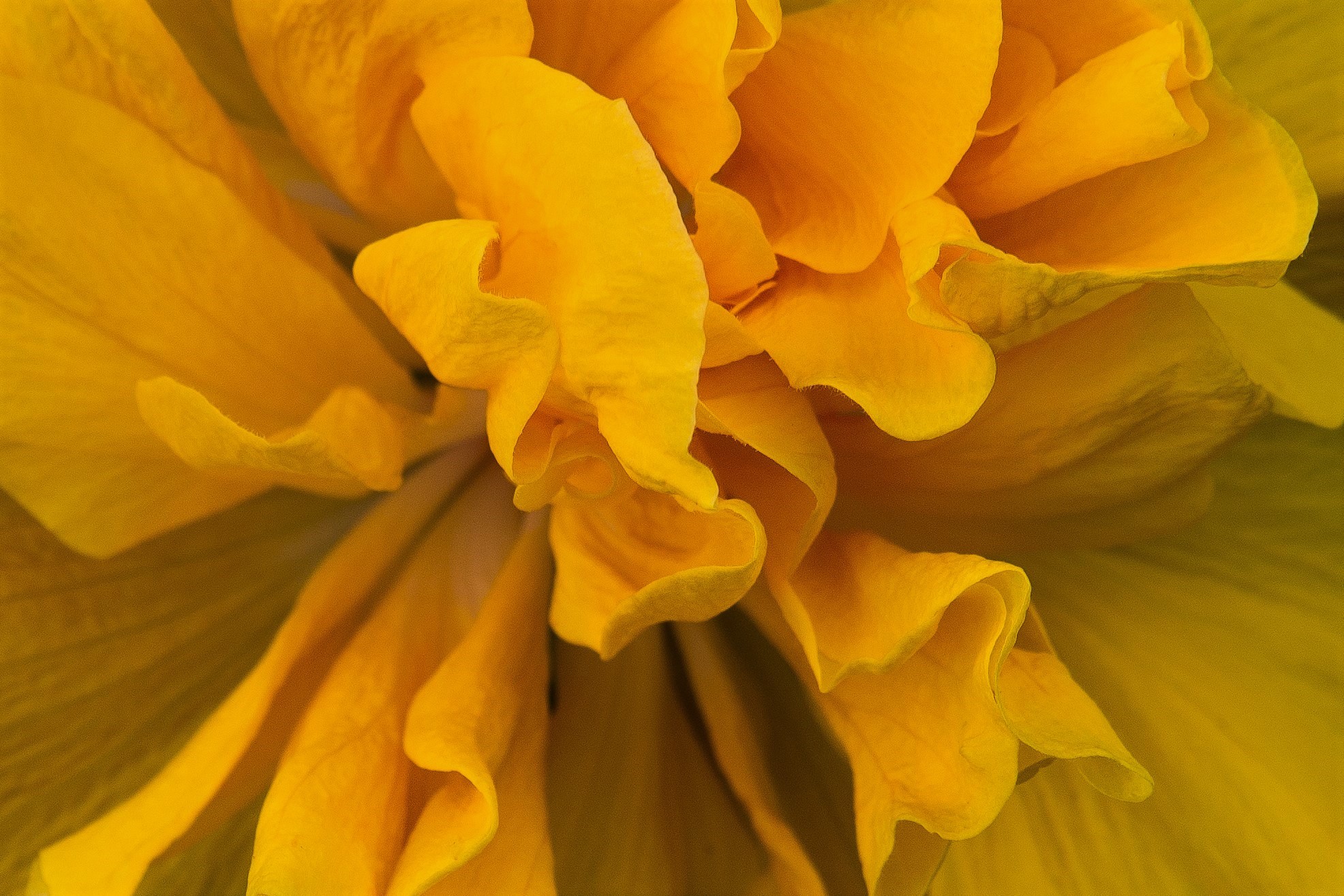 delicate nuances..................