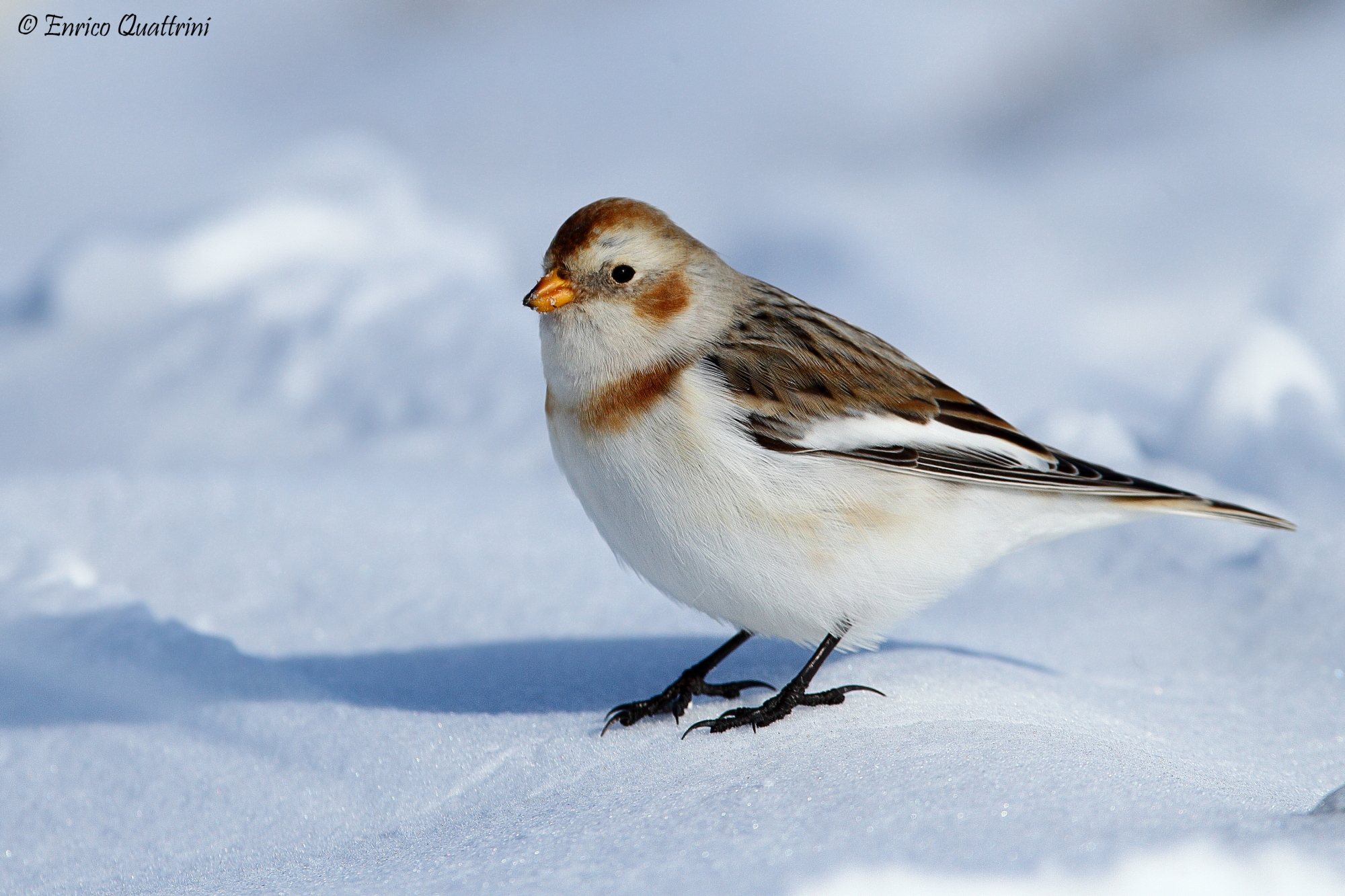 Snow Bunting