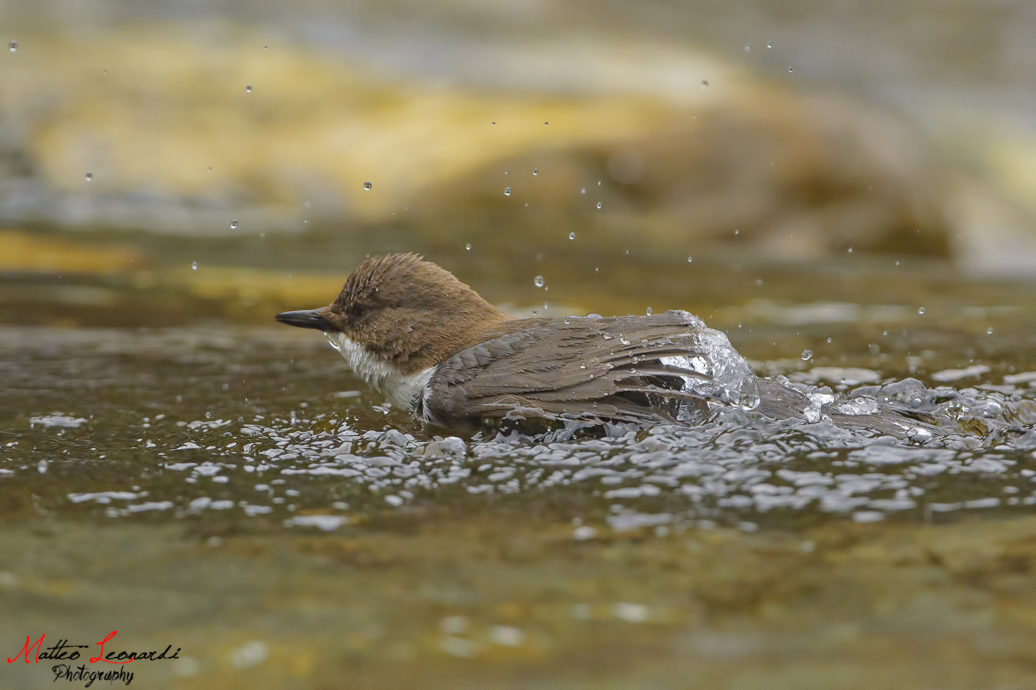 Dipper during a bath