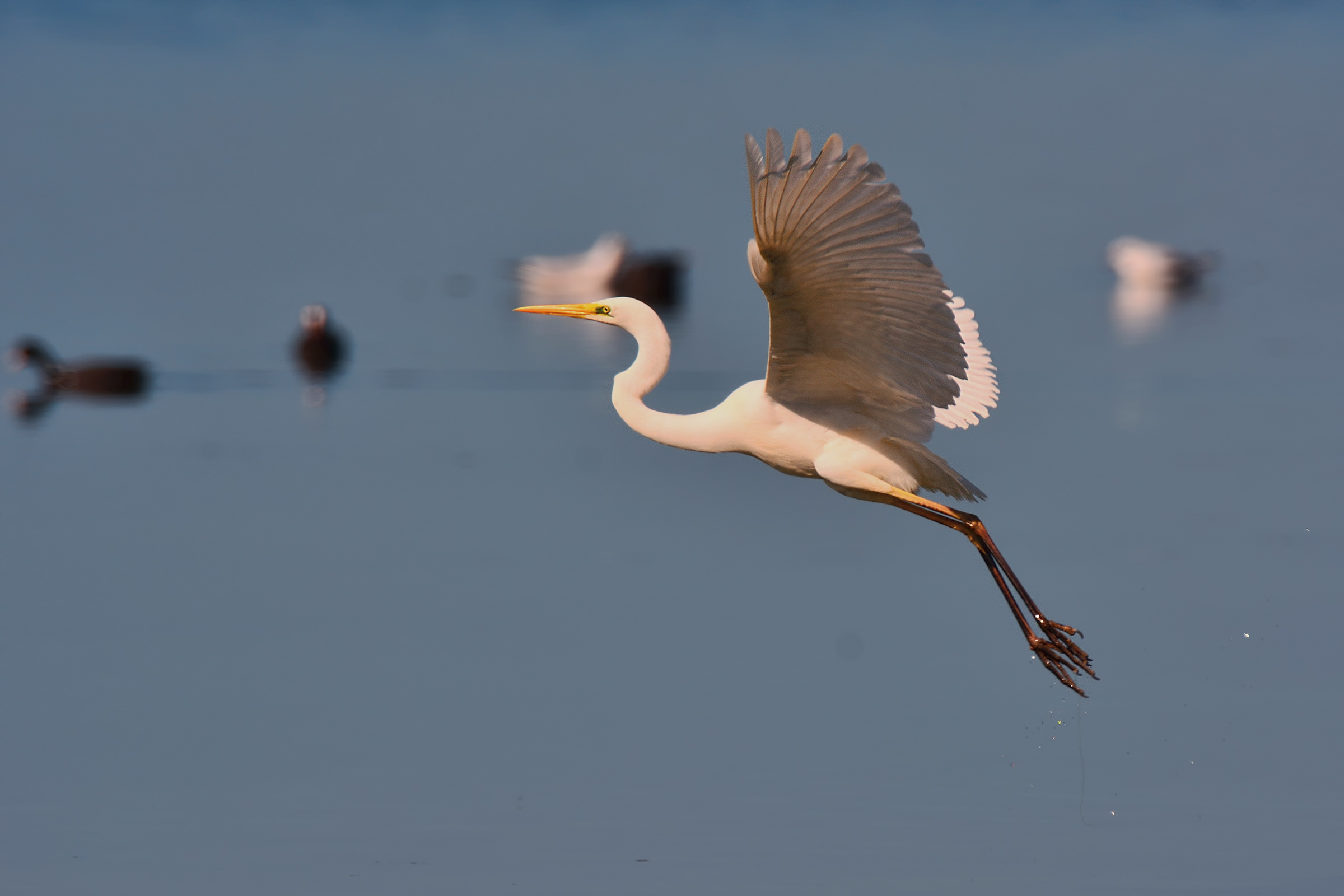 White Heron Maggiore