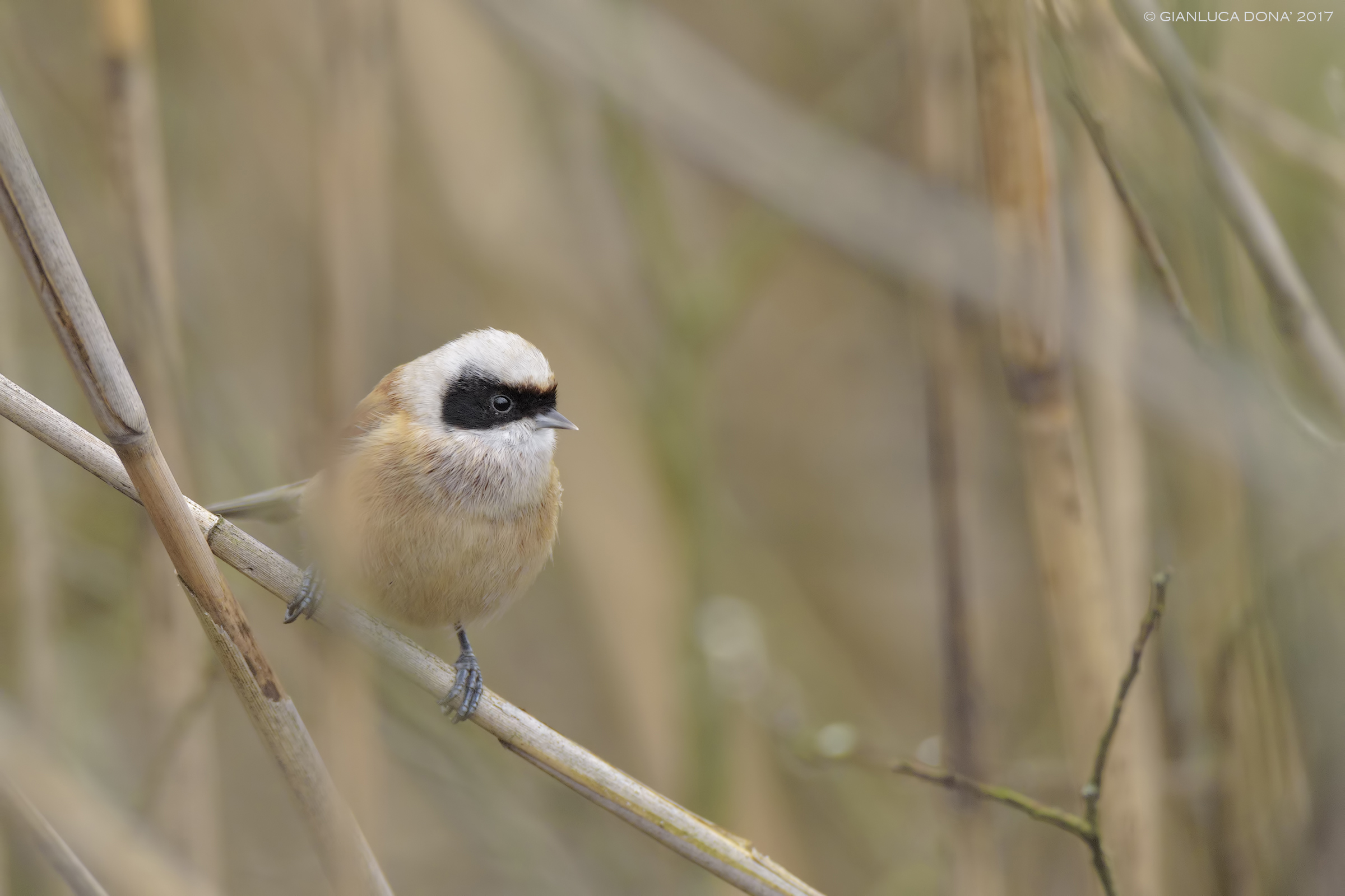 Remiz pendulinus L. 1758