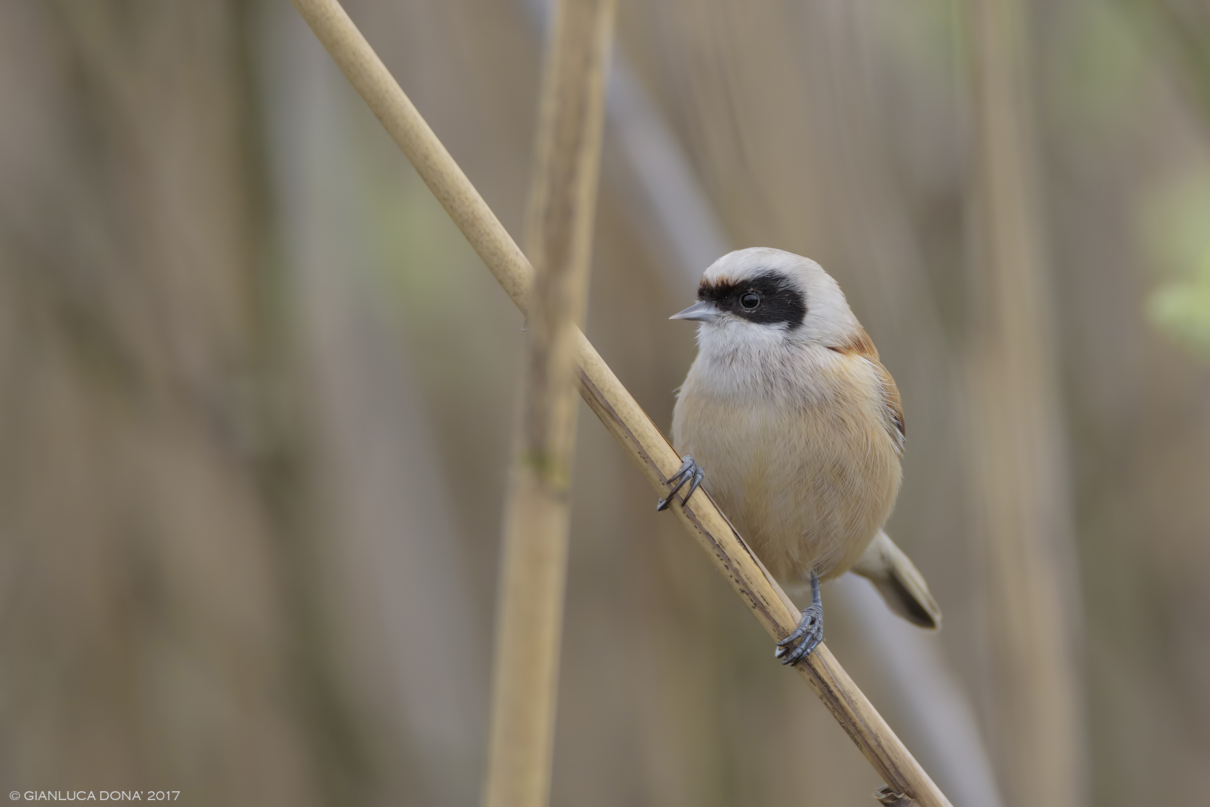 Remiz pendulinus L. 1758