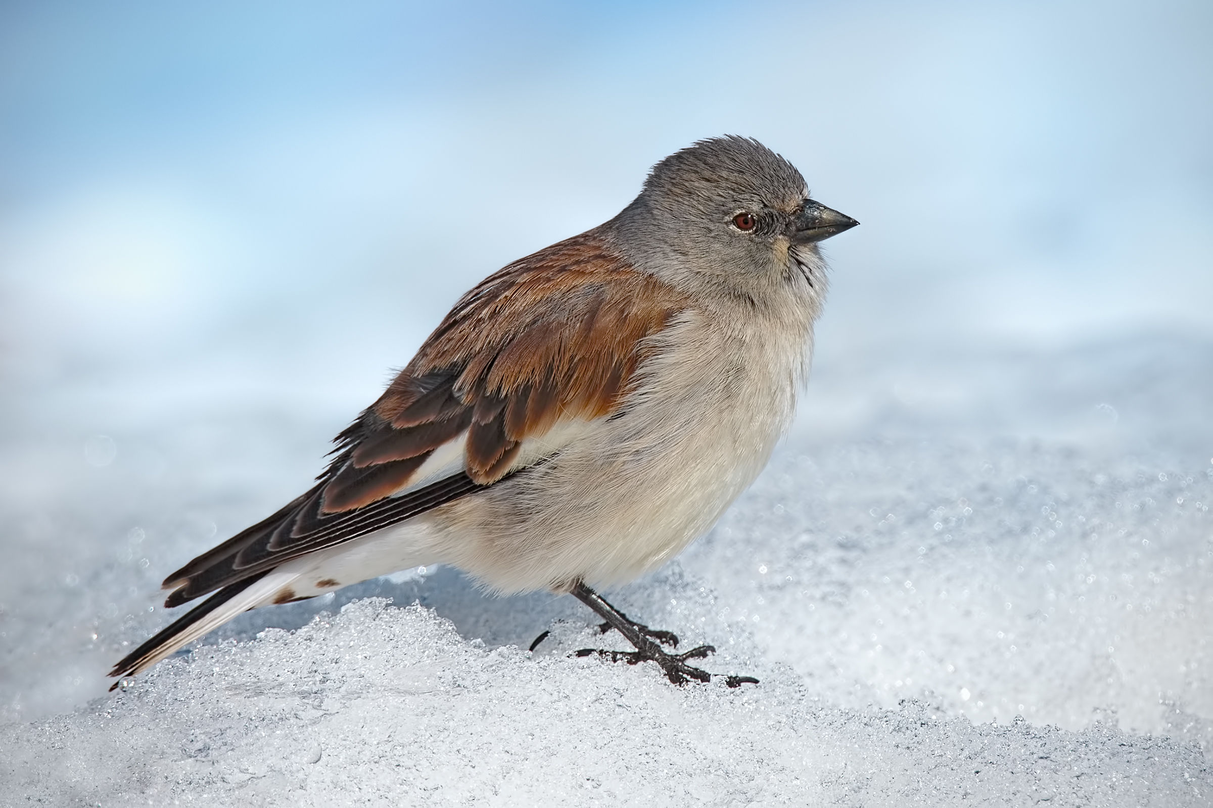 snow finch (Montifringilla nivalis)