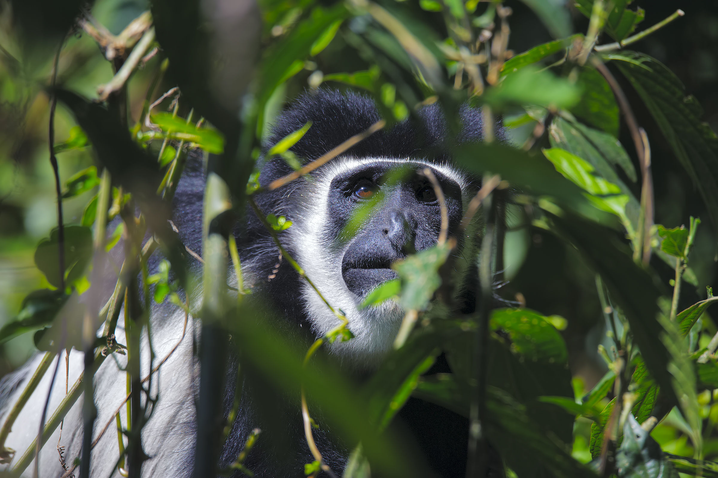 Sguardi nella foresta